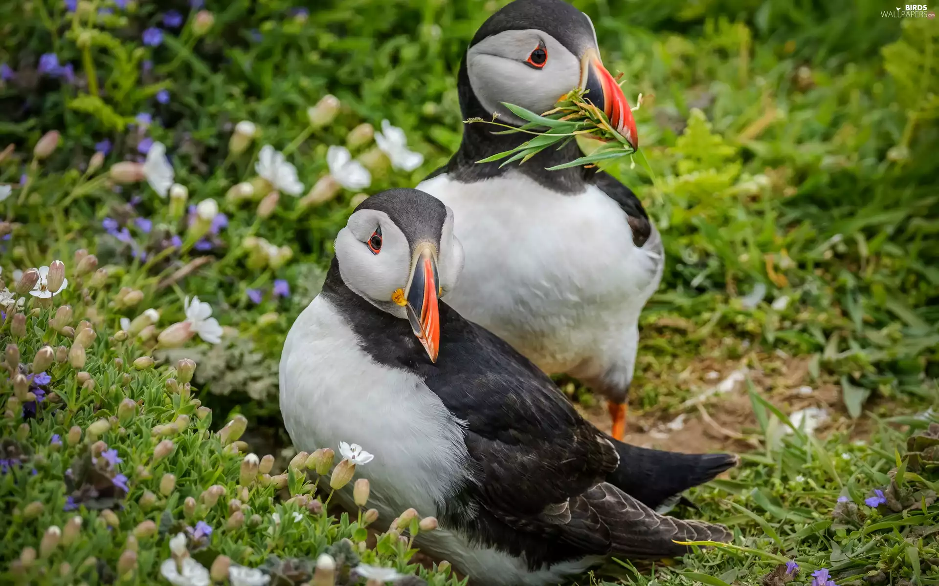 birds, Puffins, grass, Two cars