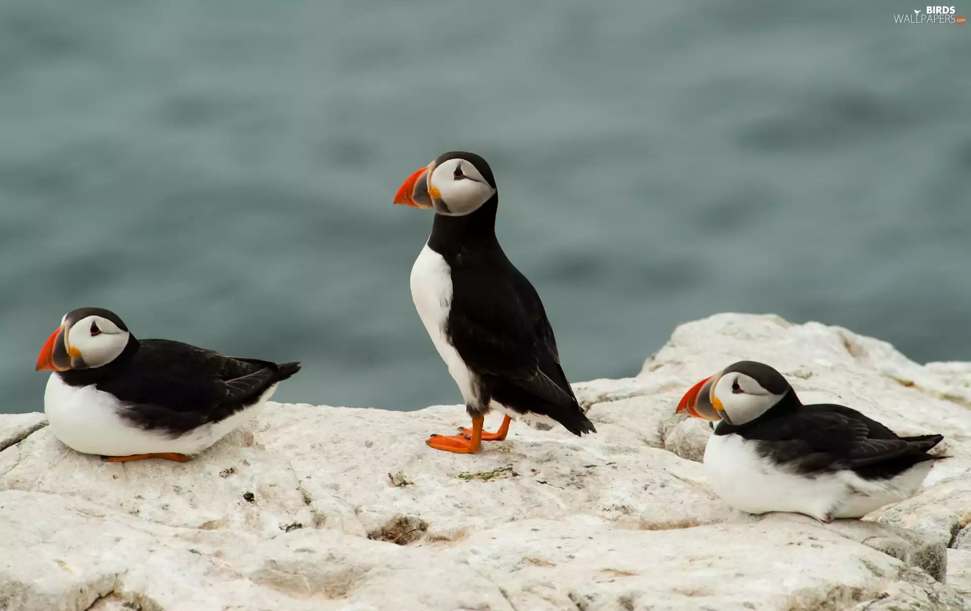 Puffins, Rocks