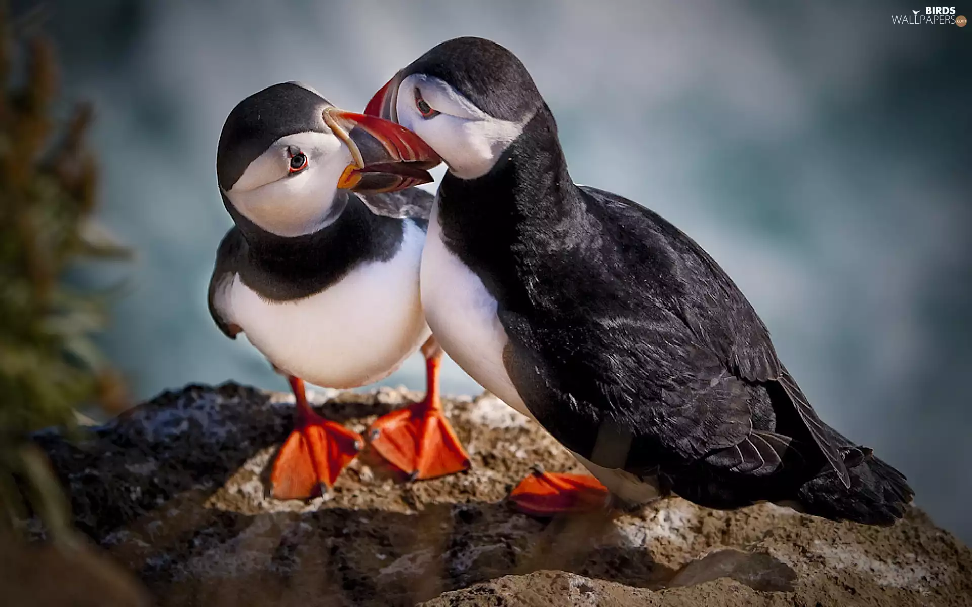 Puffins
