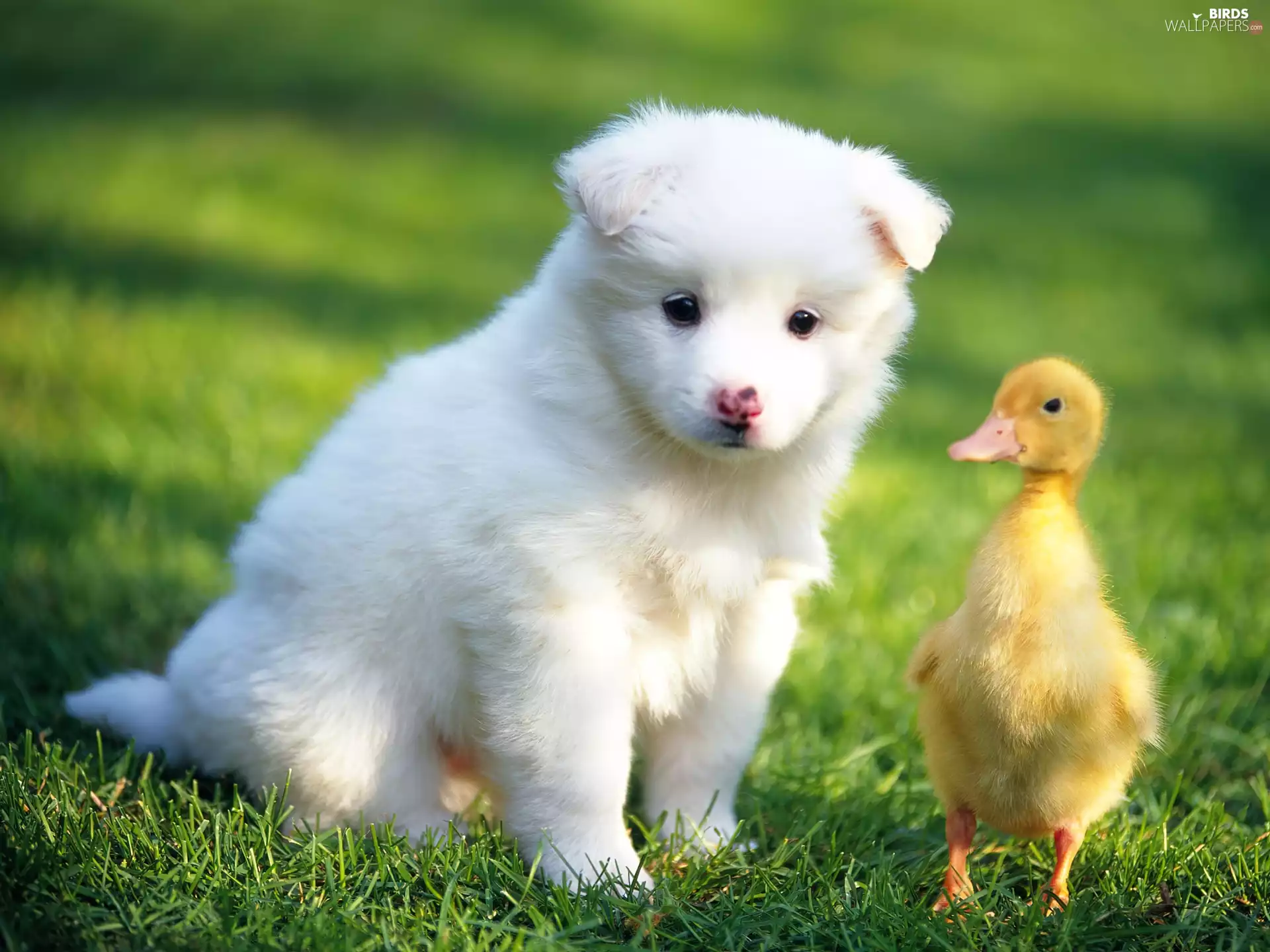Puppy, Ducky