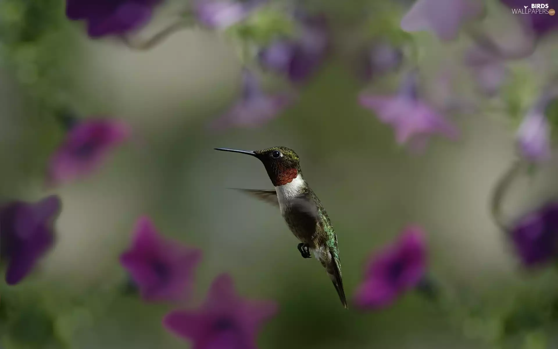Flowers, humming-bird, purple