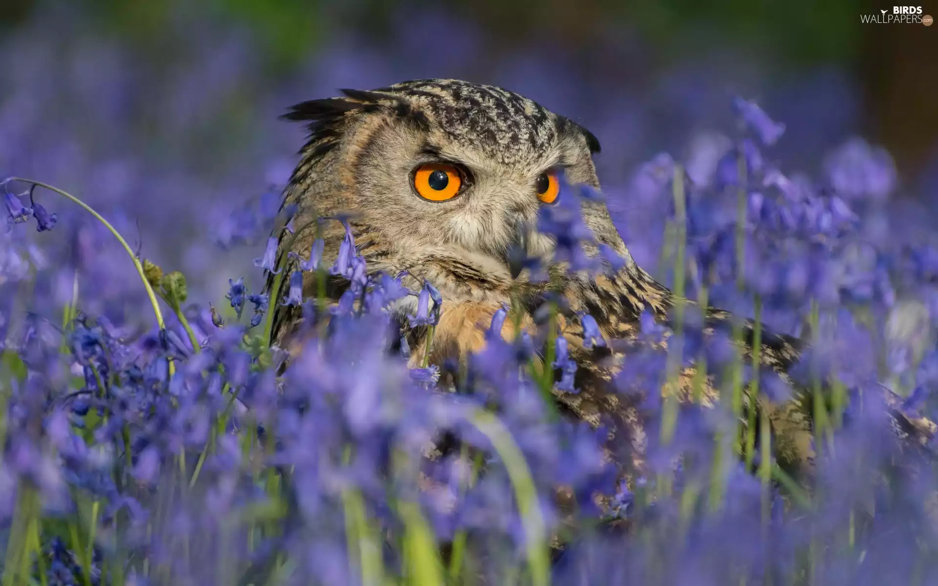 owl, purple, Flowers, eagle-owl