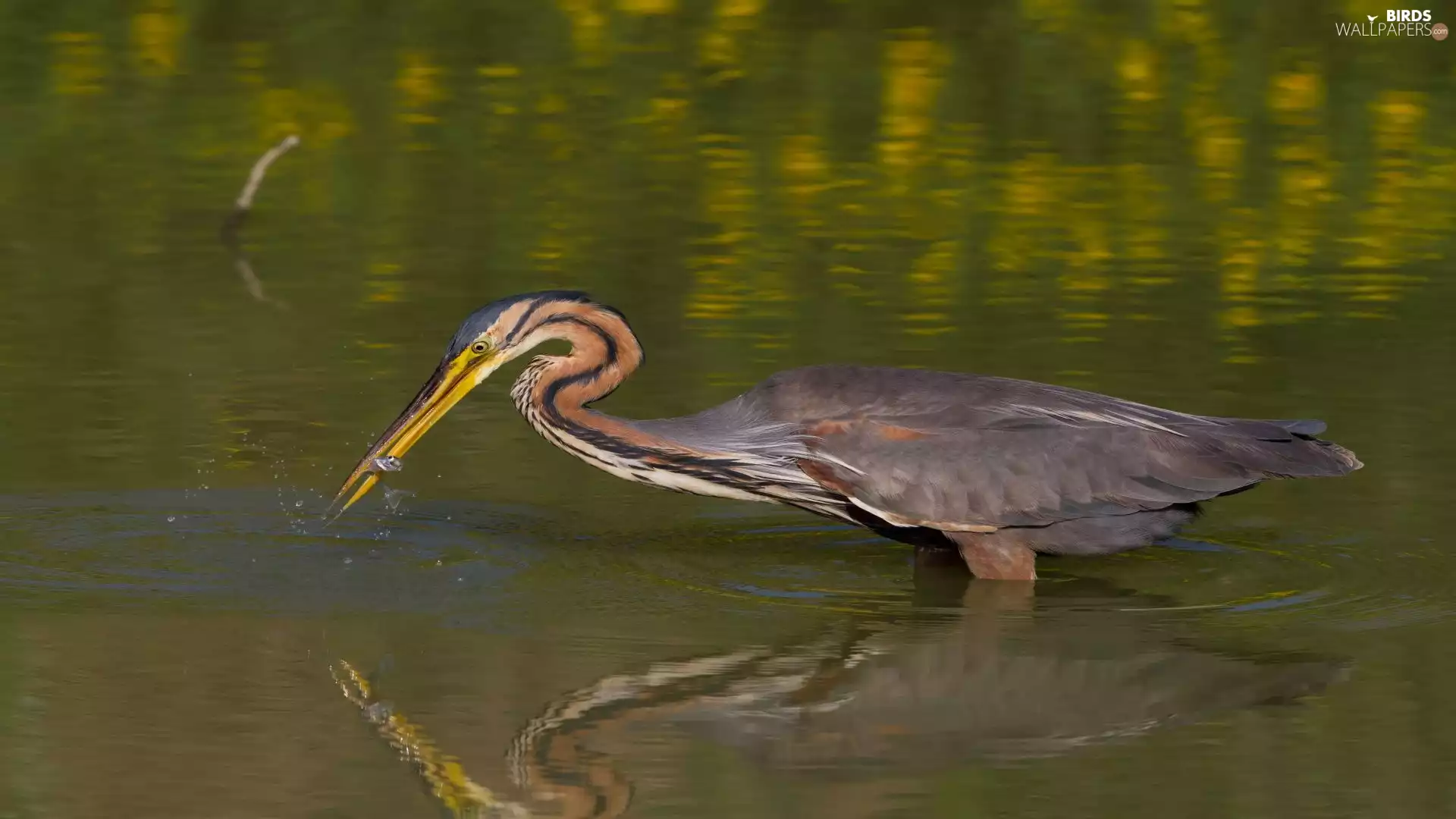heron, feeding, lake, Purple