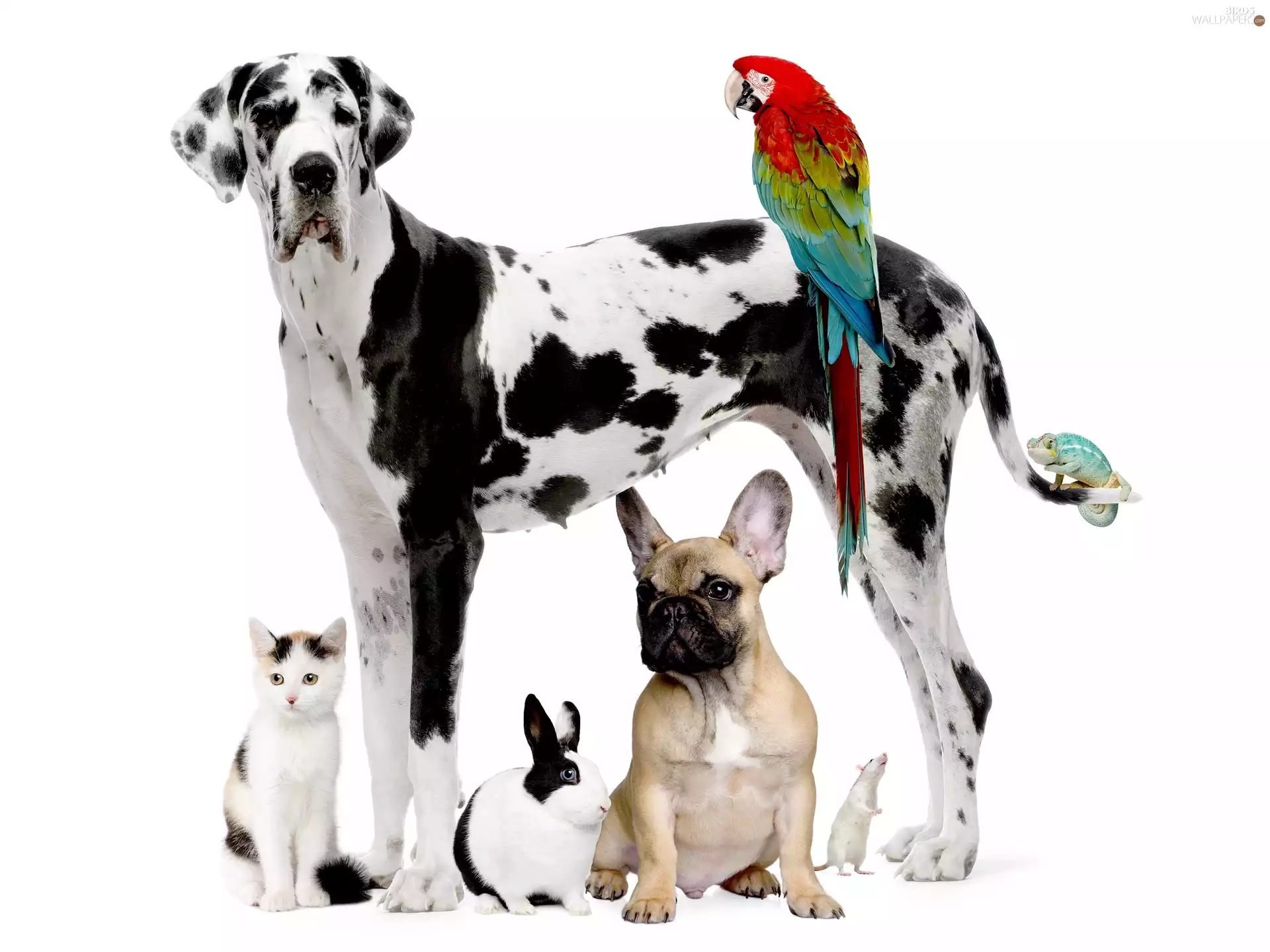 parrot, Rabbit, cat, rat, Dogs