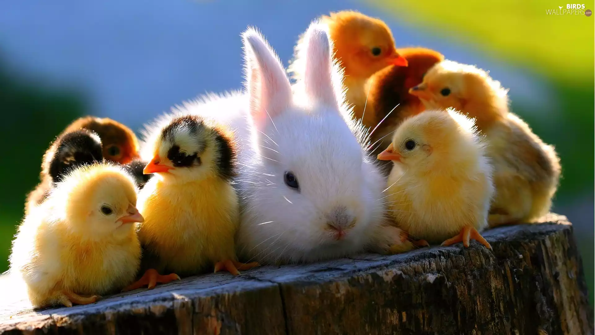 Rabbit, chickens