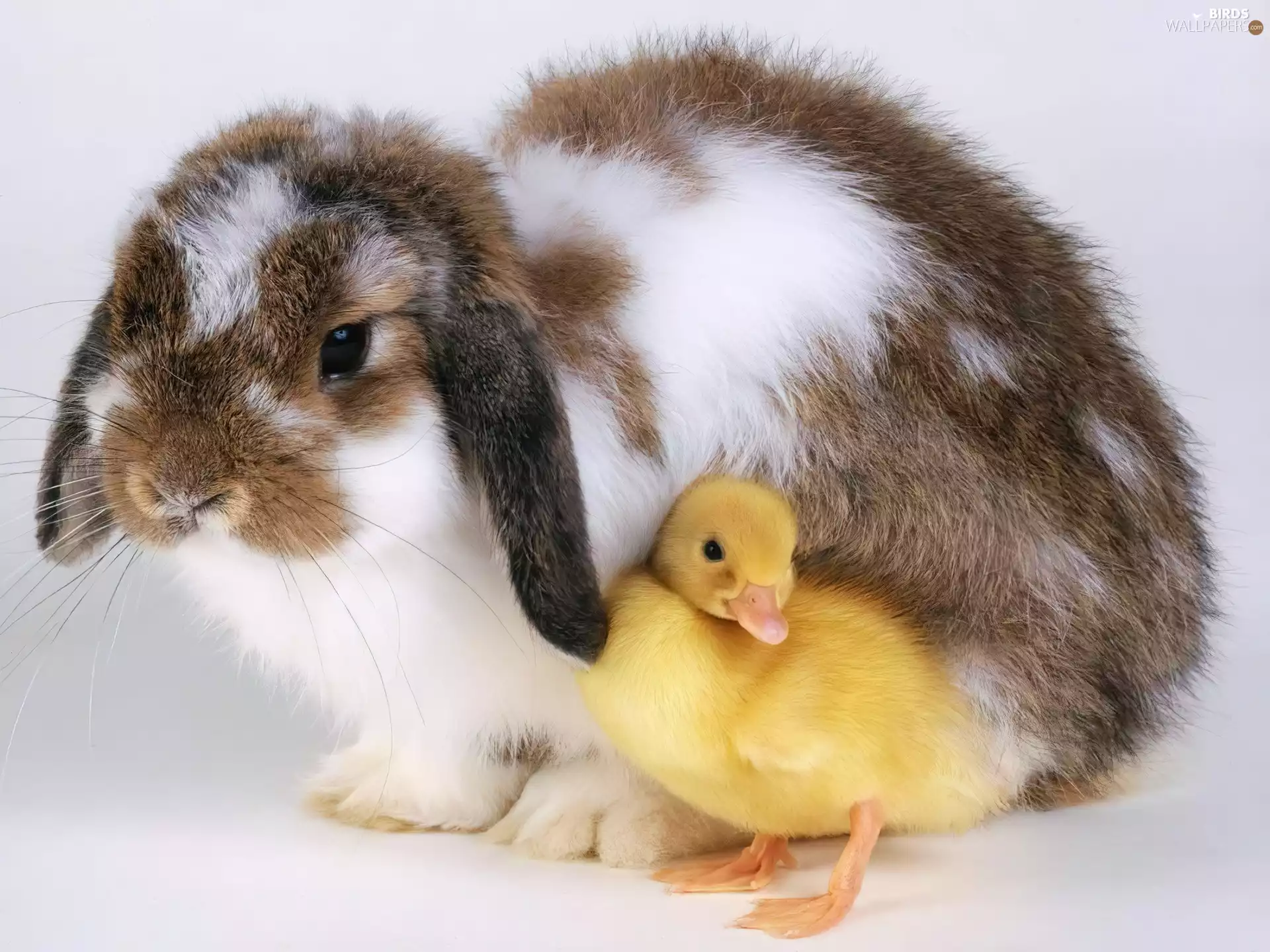 Rabbit, Ducky