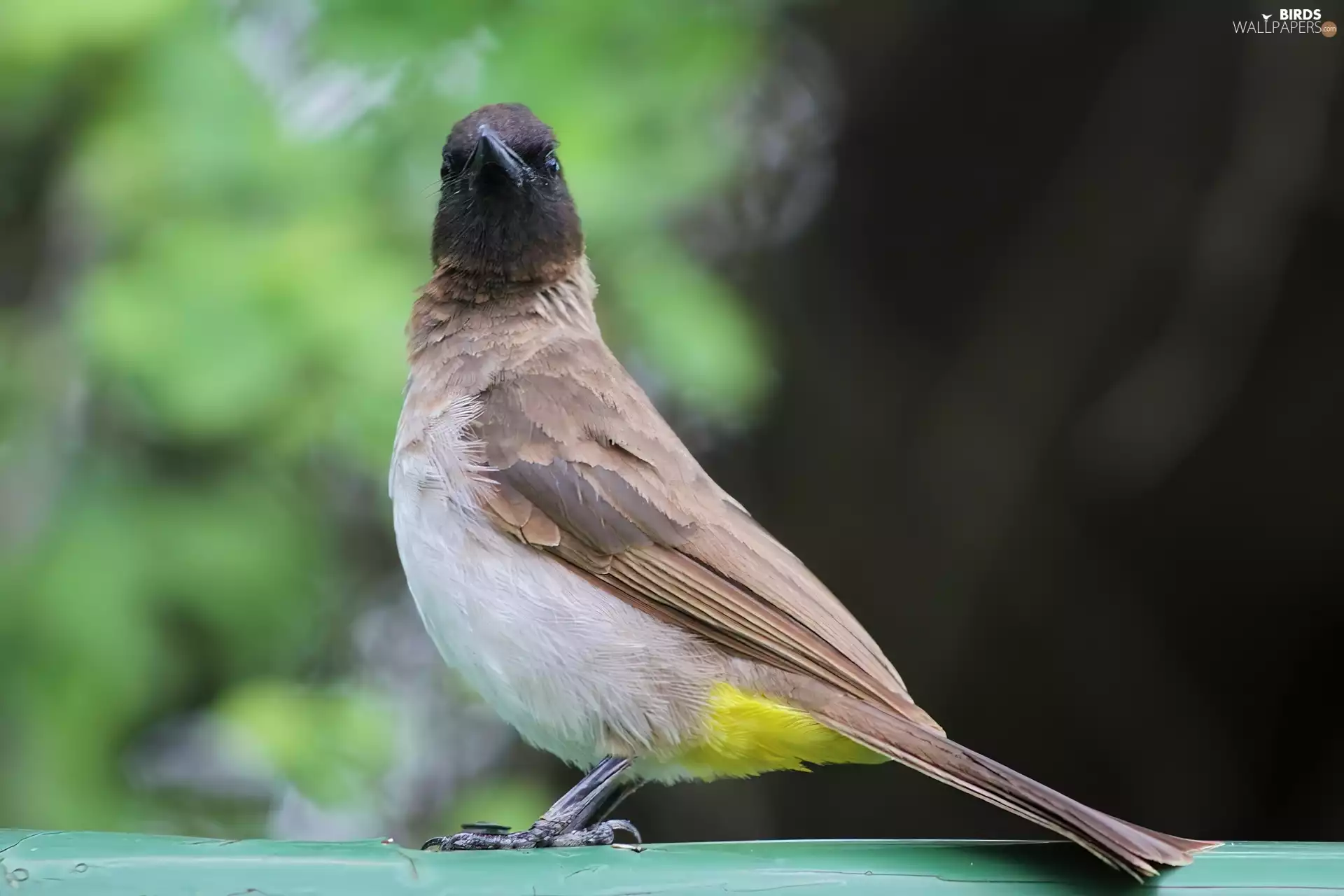 hand-rail, Bird, common bulbul