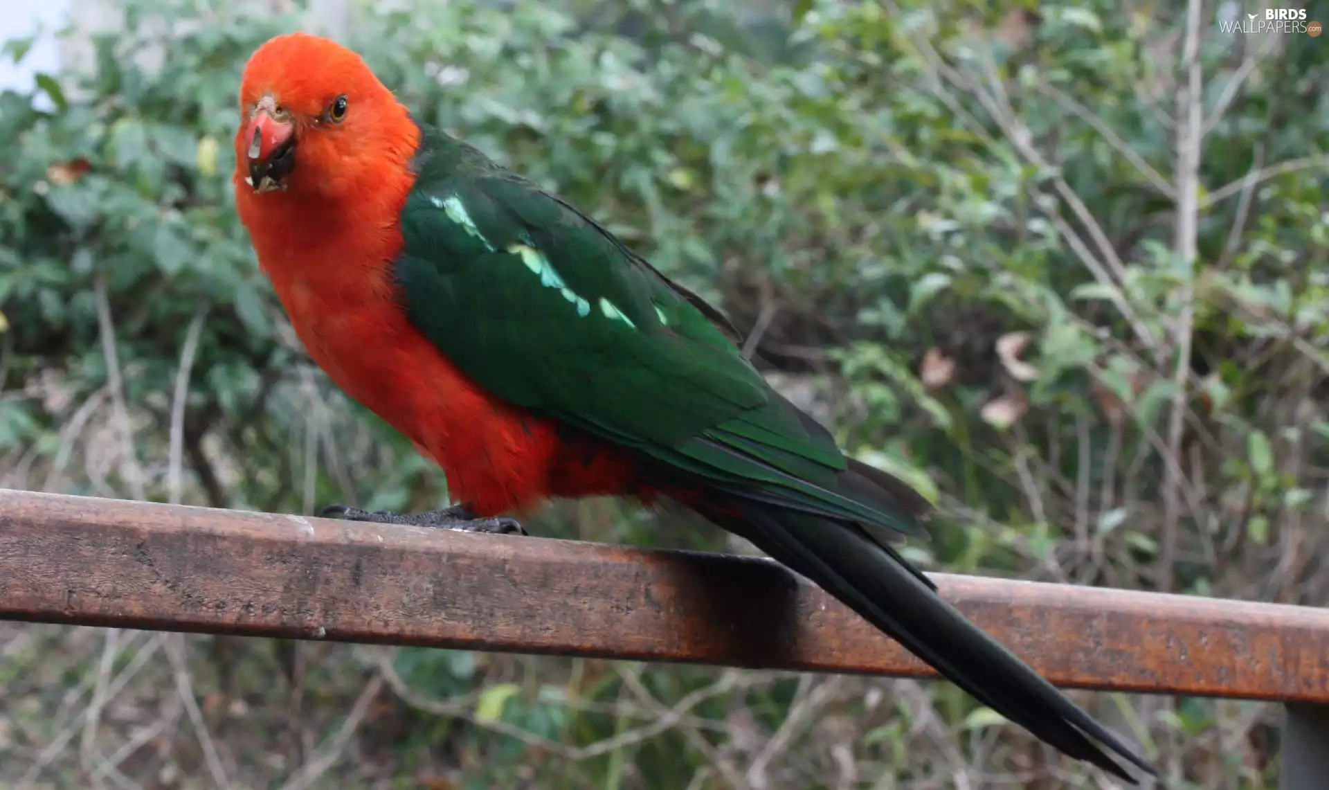 Royal pokeweed, hand-rail