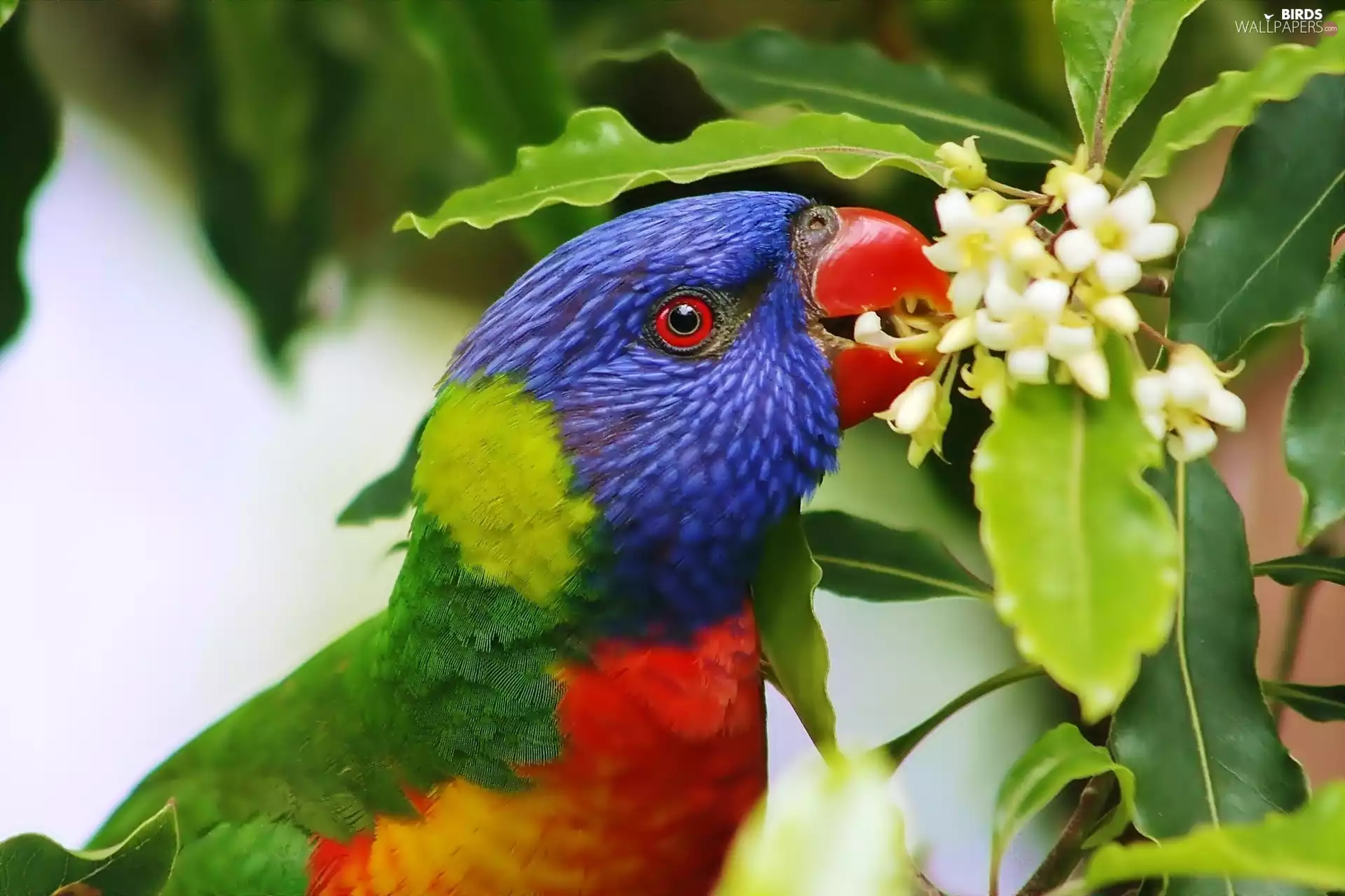 Mountain Rainbow Lorikeet, parrot, Flowers