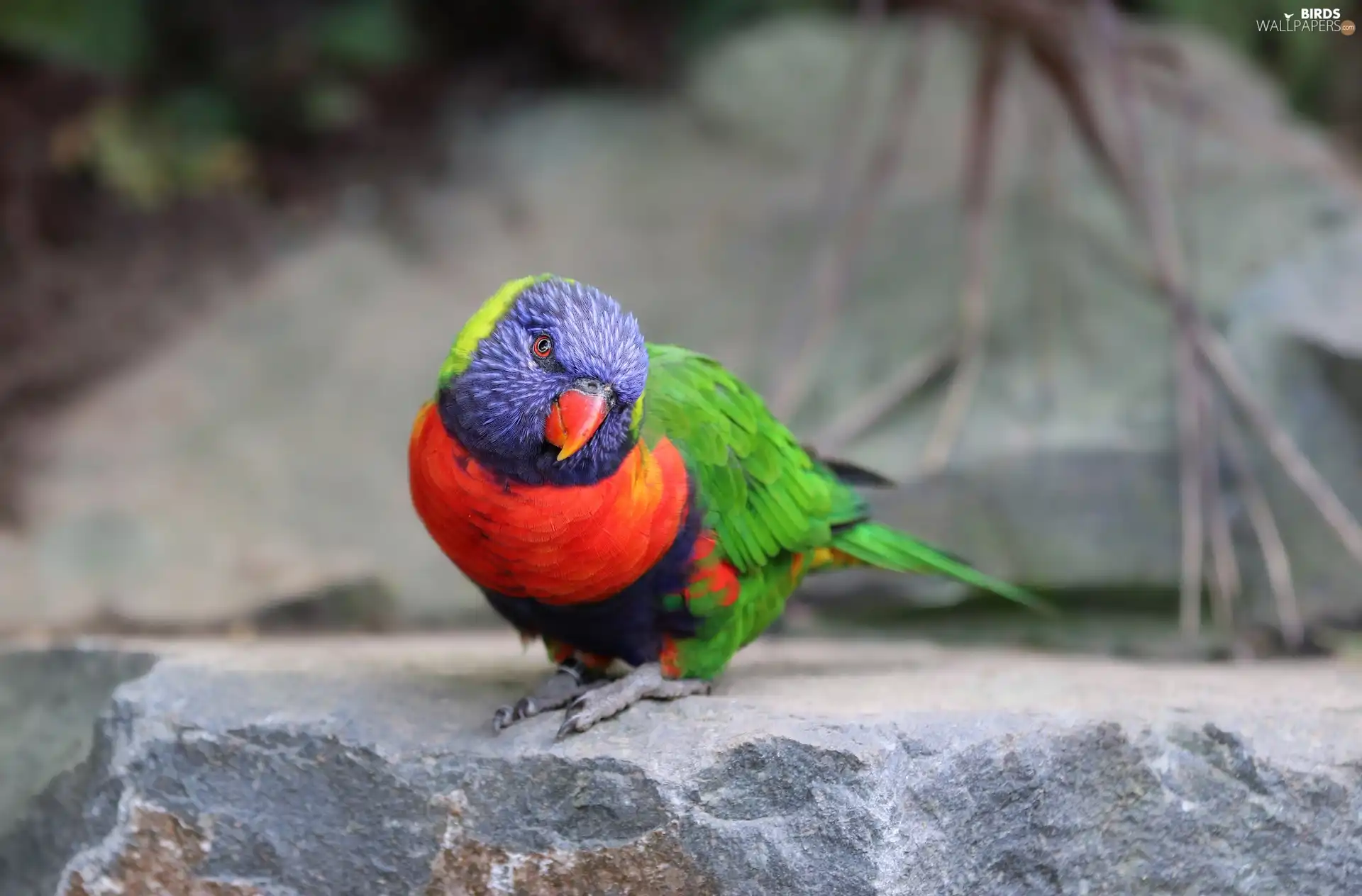 Mountain Rainbow Lorikeet, Bird, parrot