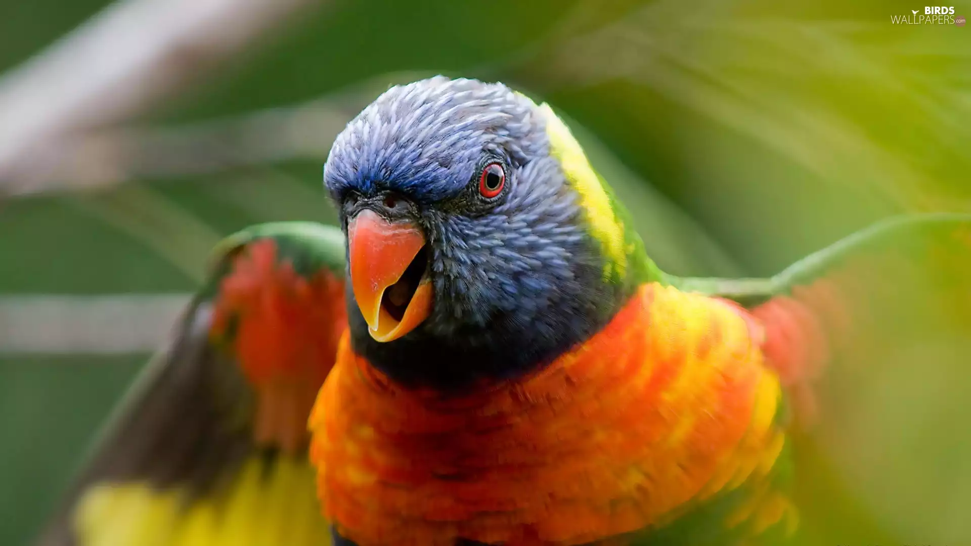 Mountain Rainbow Lorikeet, Coloured, parrot