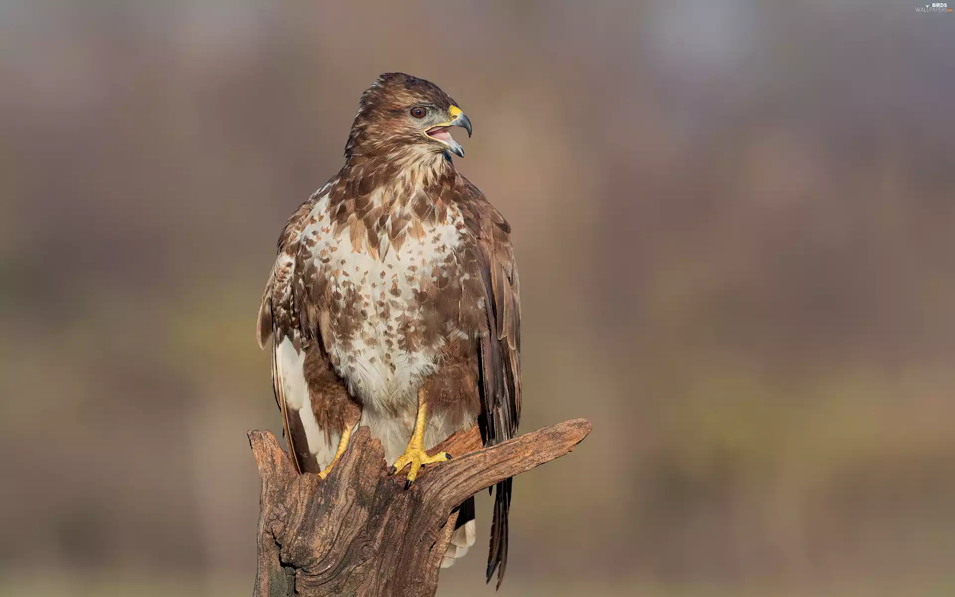 trunk, Bird, blur, rapprochement, trees, Common Buzzard