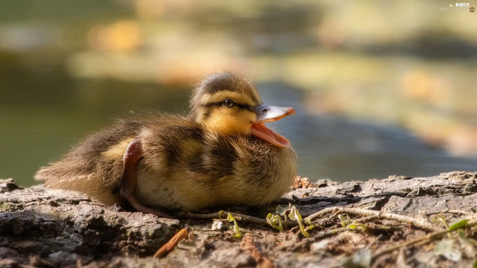 rapprochement, duck, Ducky