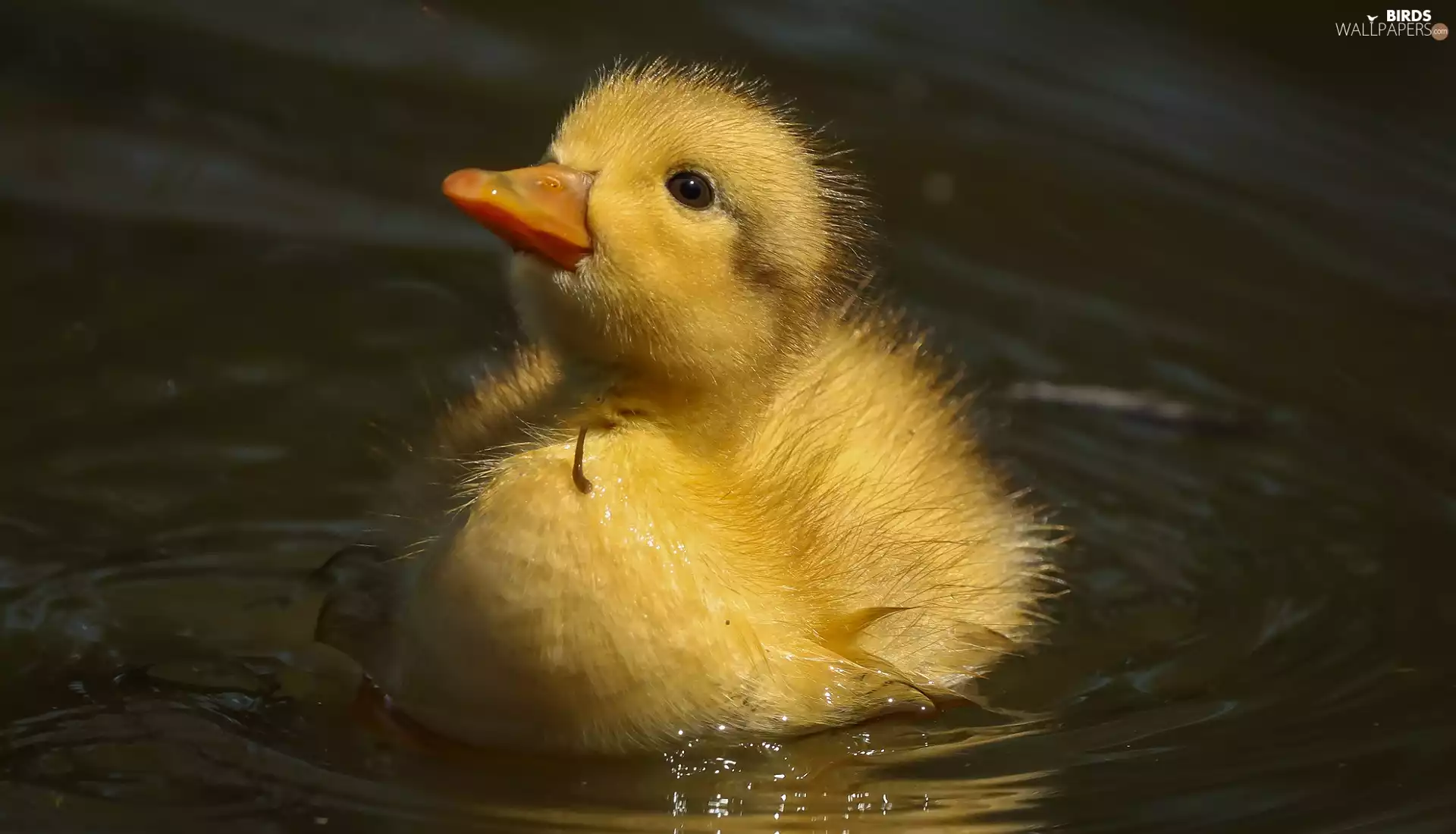 rapprochement, young, Ducky