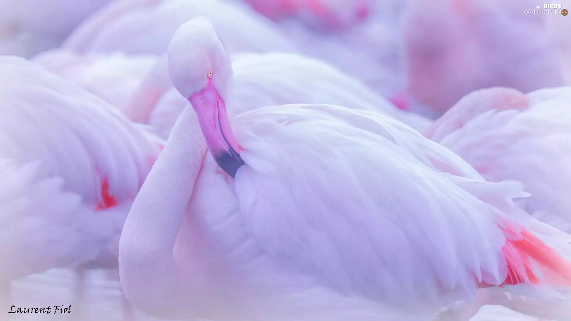 rapprochement, flamingo, Fog