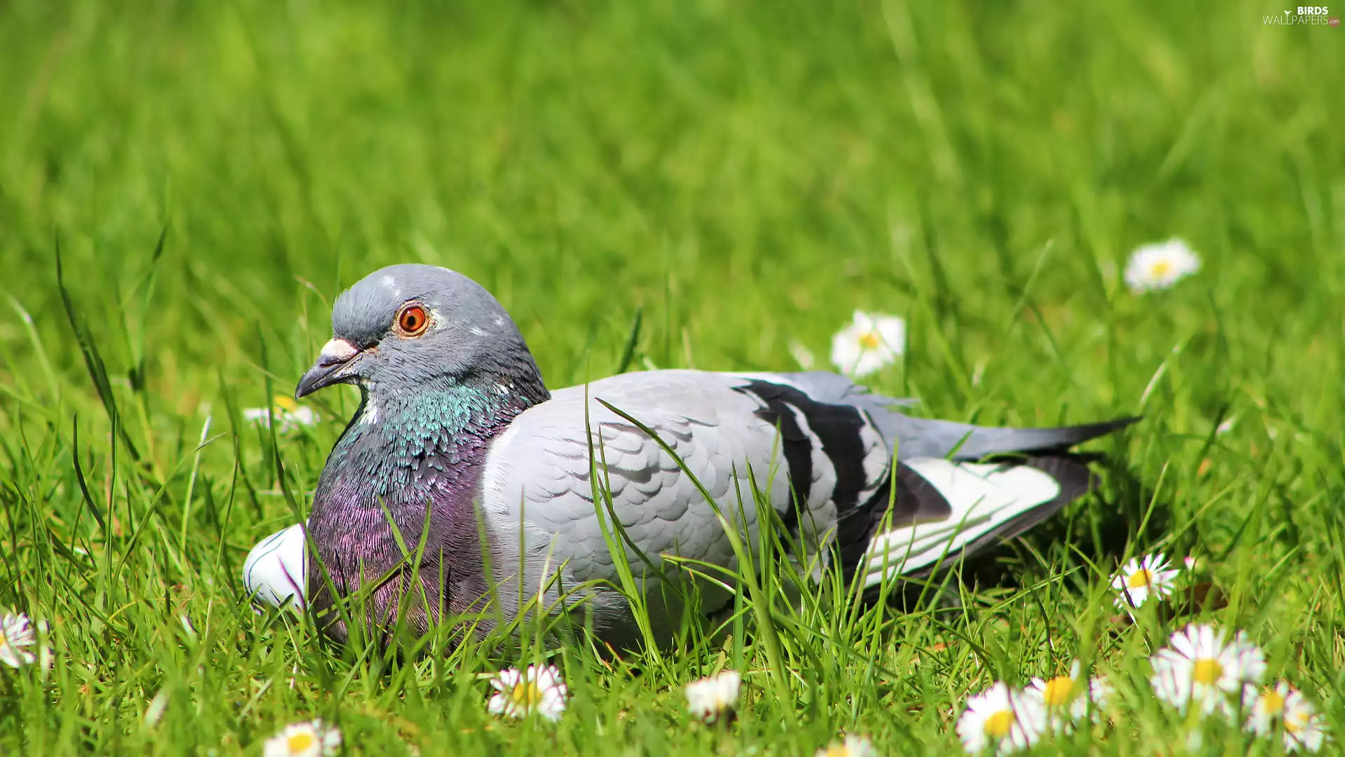 rapprochement, pigeon, grass
