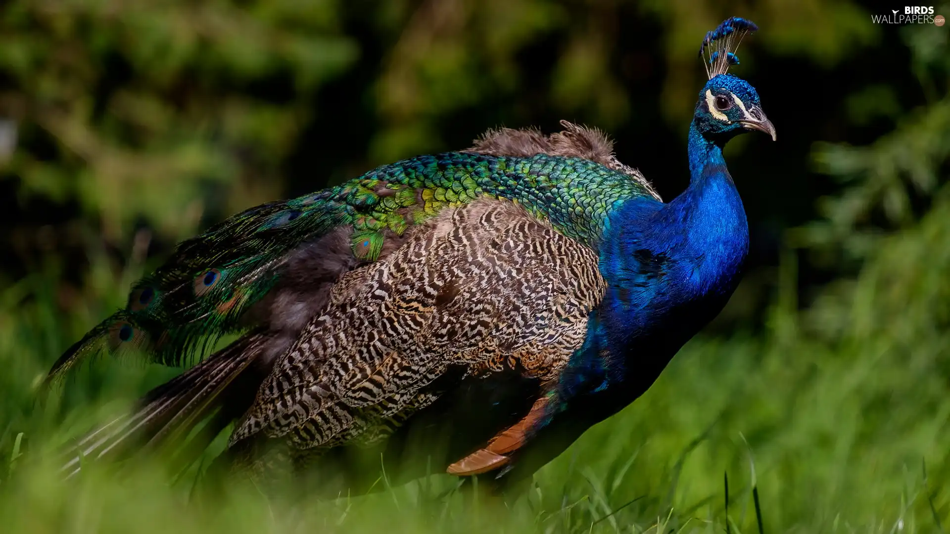 rapprochement, Bird, peacock
