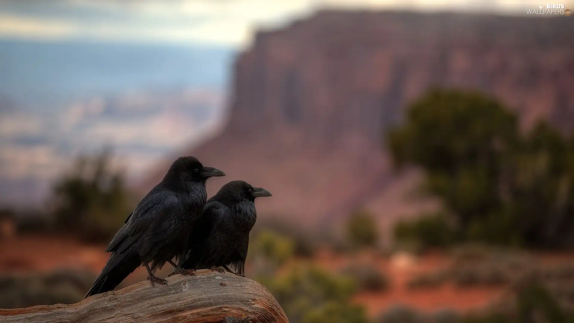 birds, Ravens
