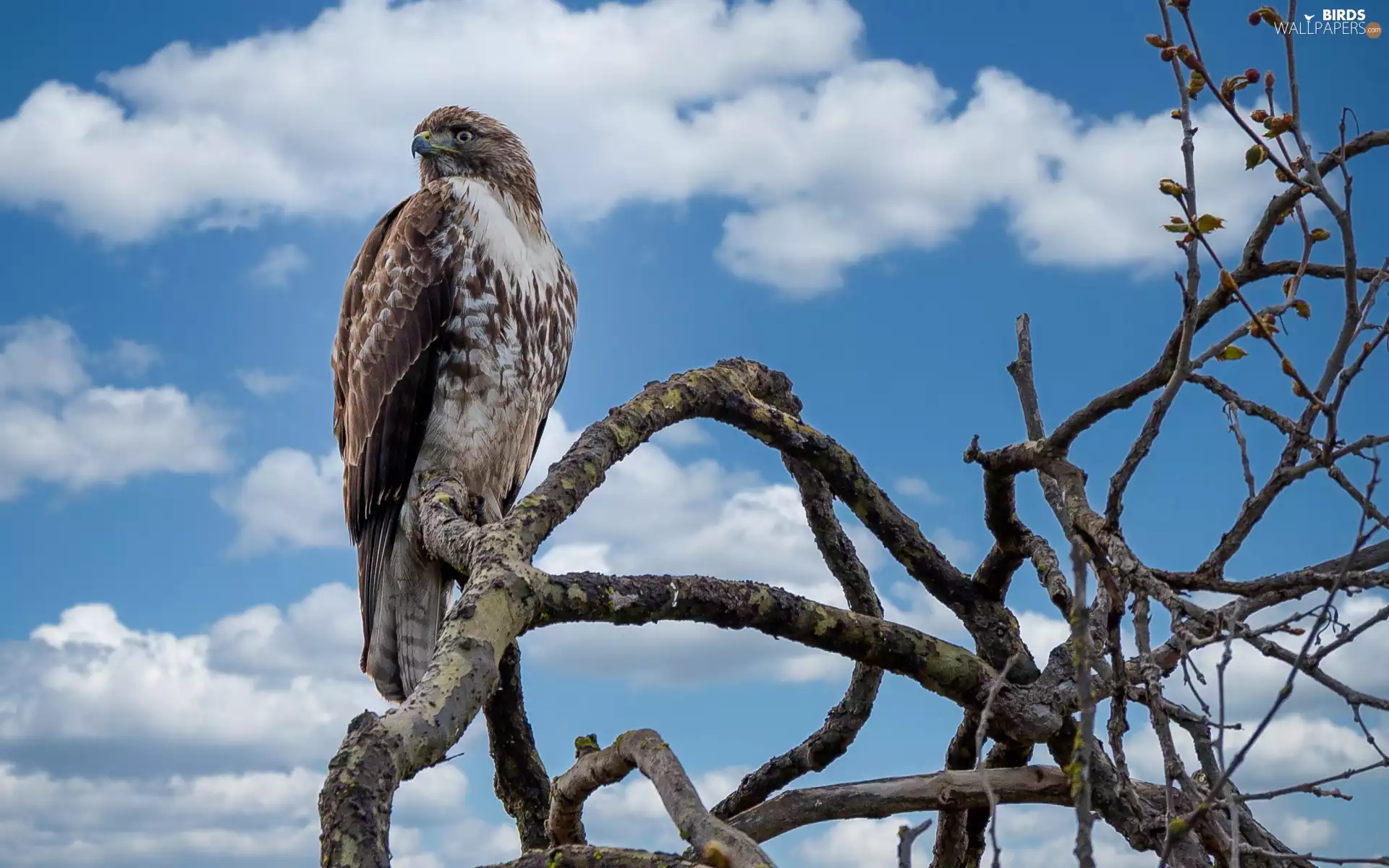 branch pics, Bird, Red-tailed Hawk