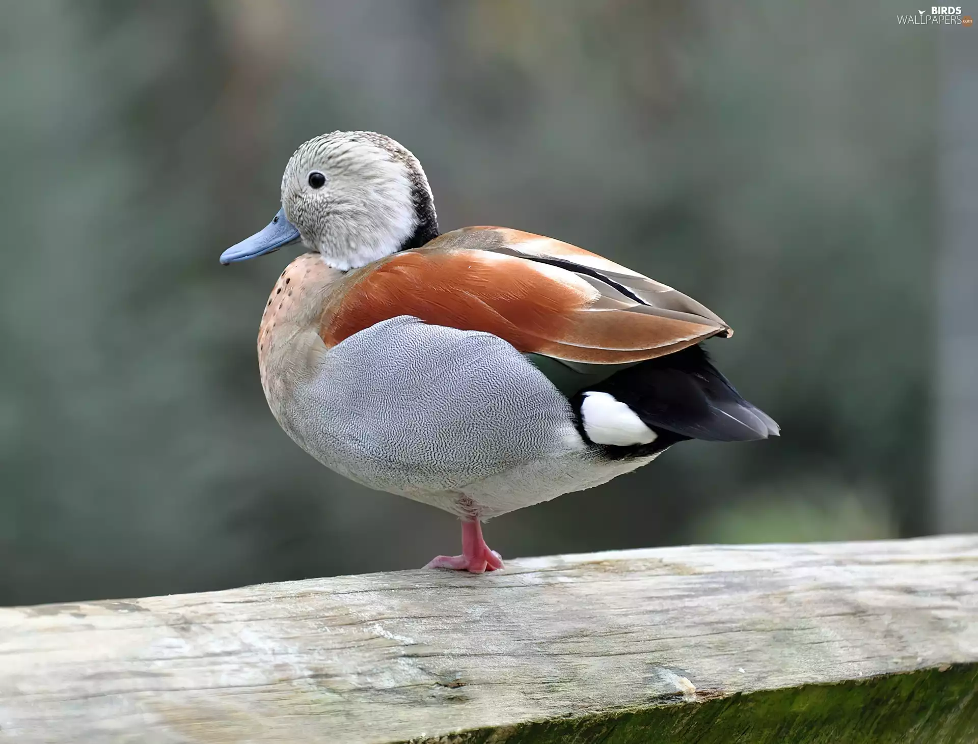 Cudokaczka, red head, wings, Gray