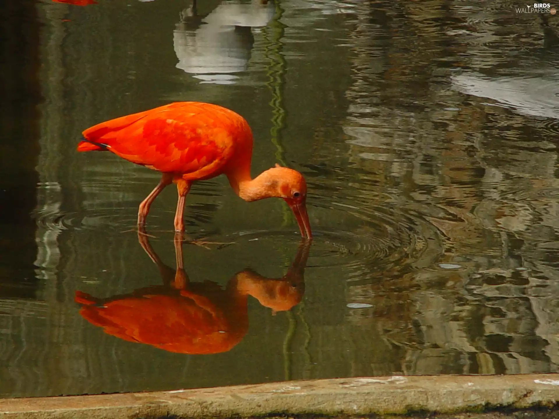 Ibis, water, reflection, Red