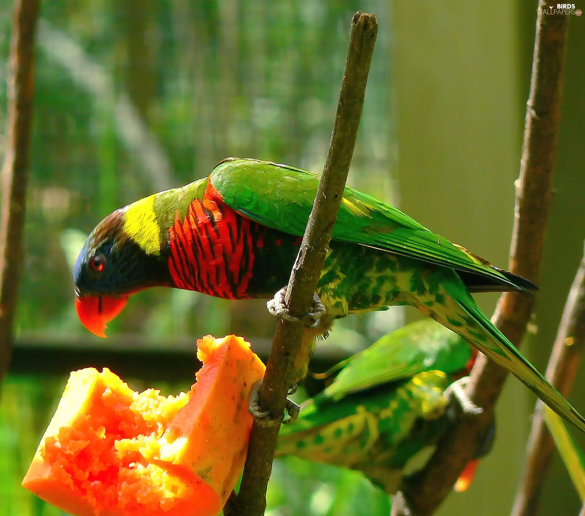 Red-green, parrot