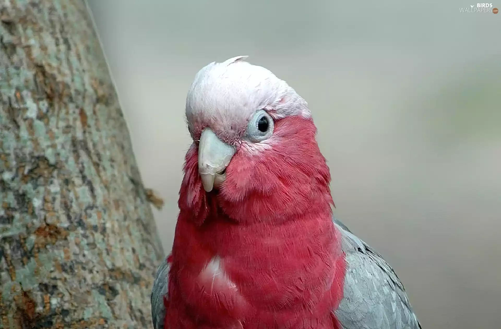 parrot, feather, trees, Red