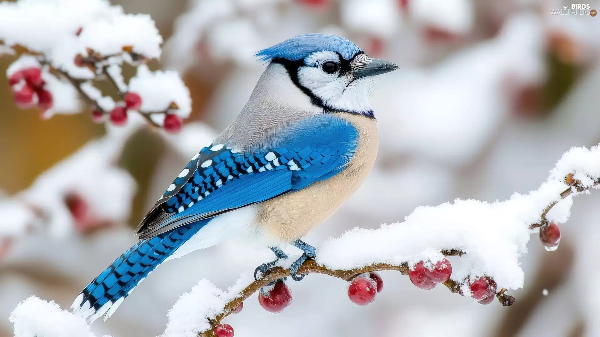 Red, Bird, A snow-covered, jay, snow, Fruits, twig