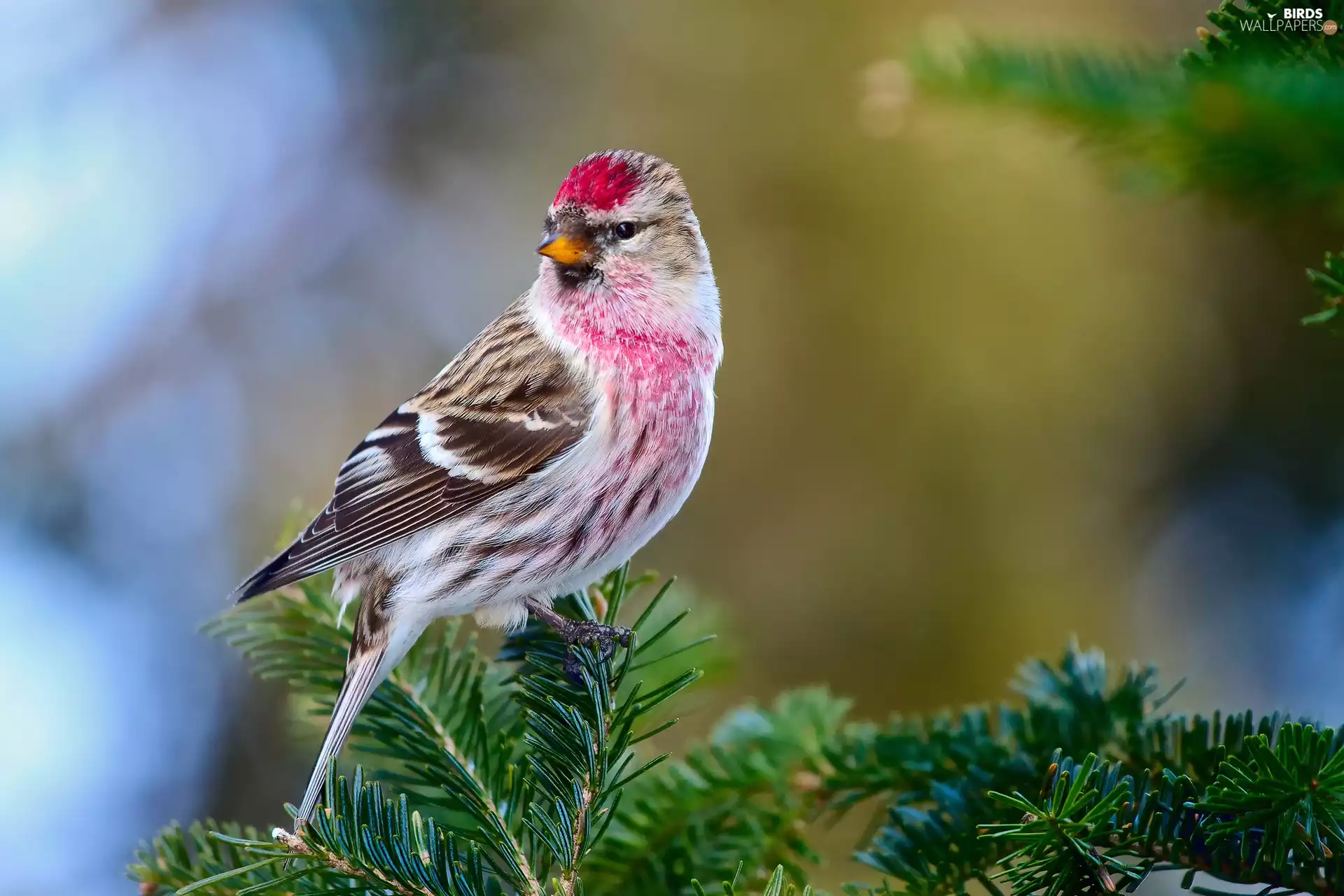 redpoll, color, Bird