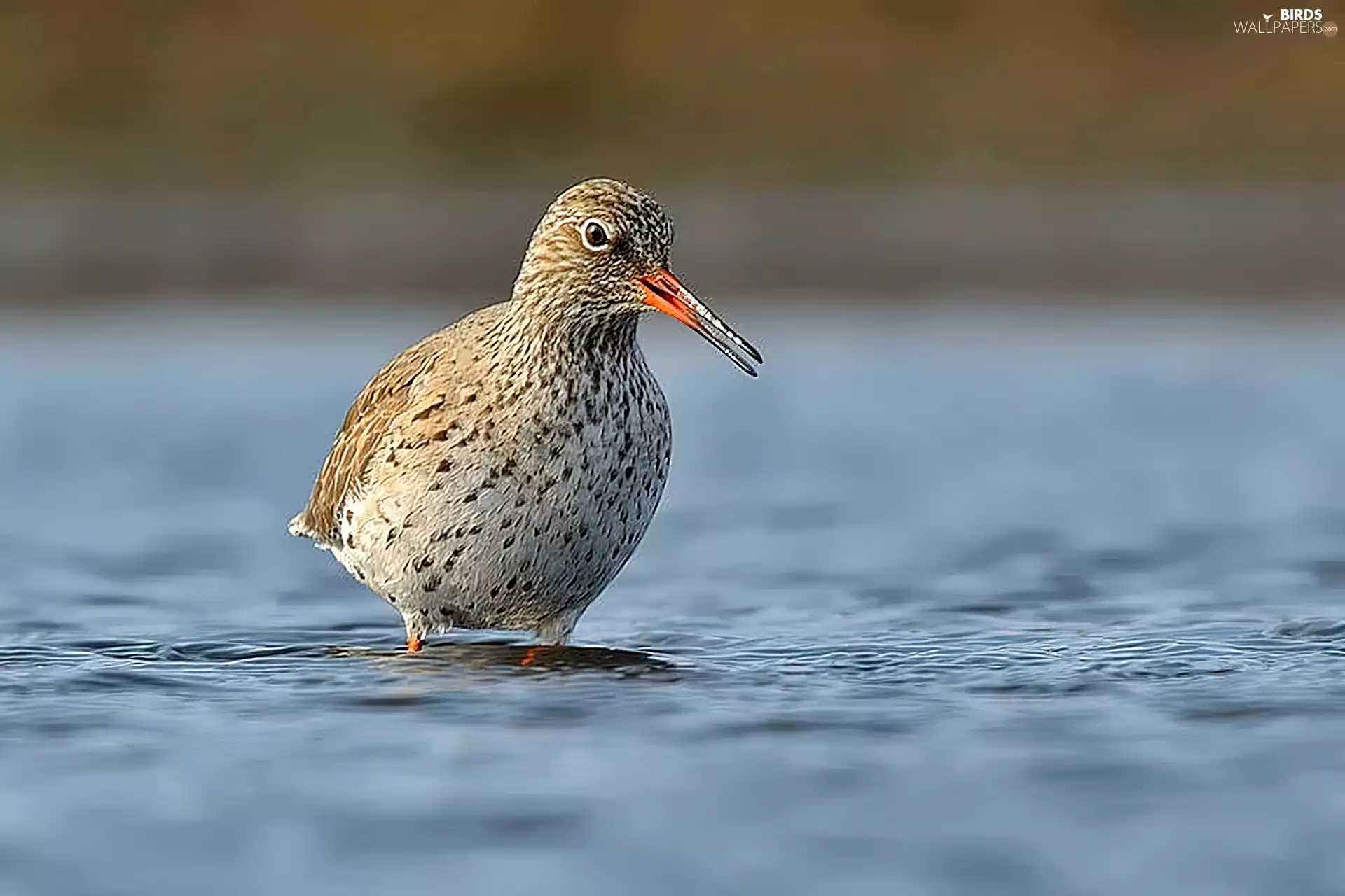 Redshank, River
