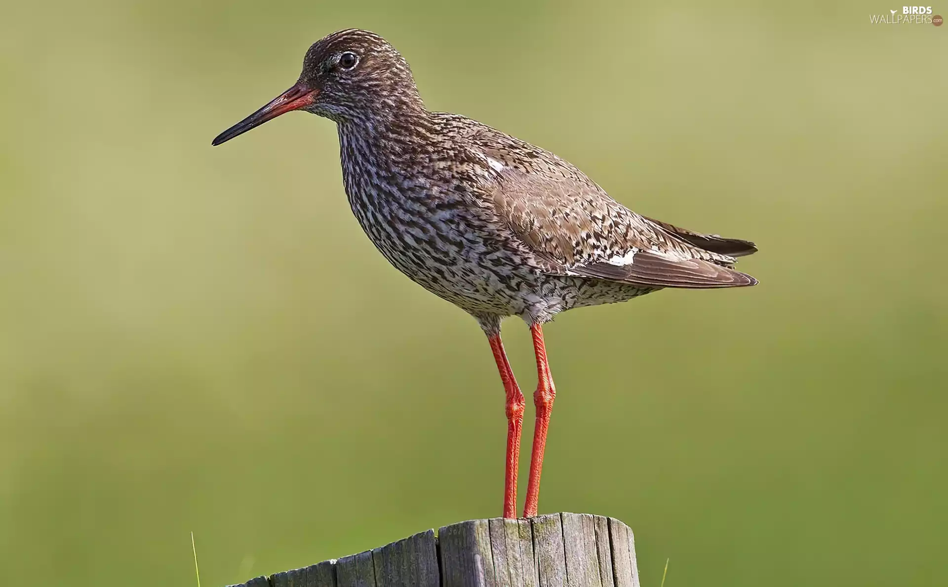 Redshank