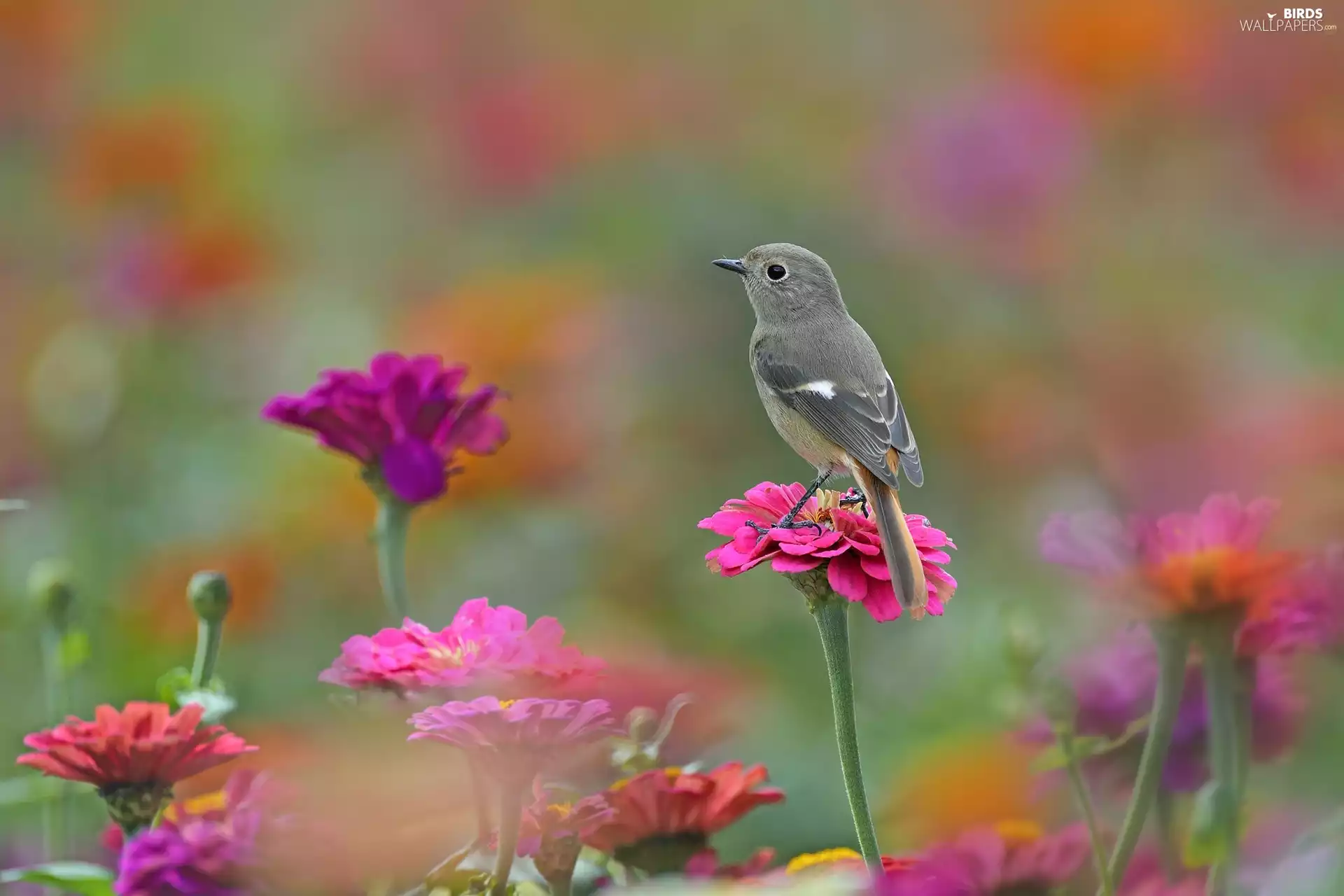 Flowers, Zinnias, female, Redstart Chinese, Bird