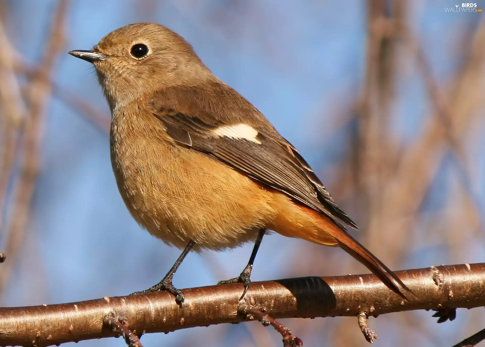 Redstart Chinese, twig