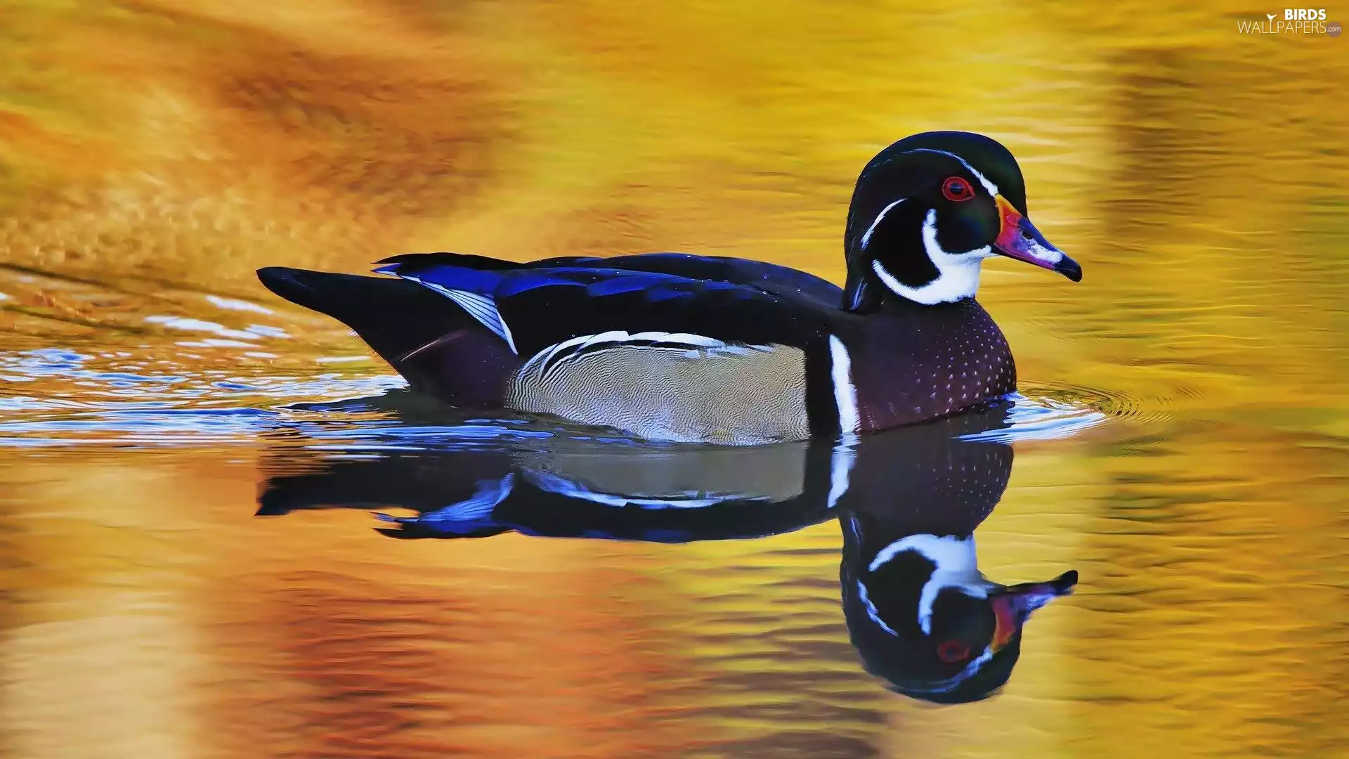 duck, ##, pond, reflection