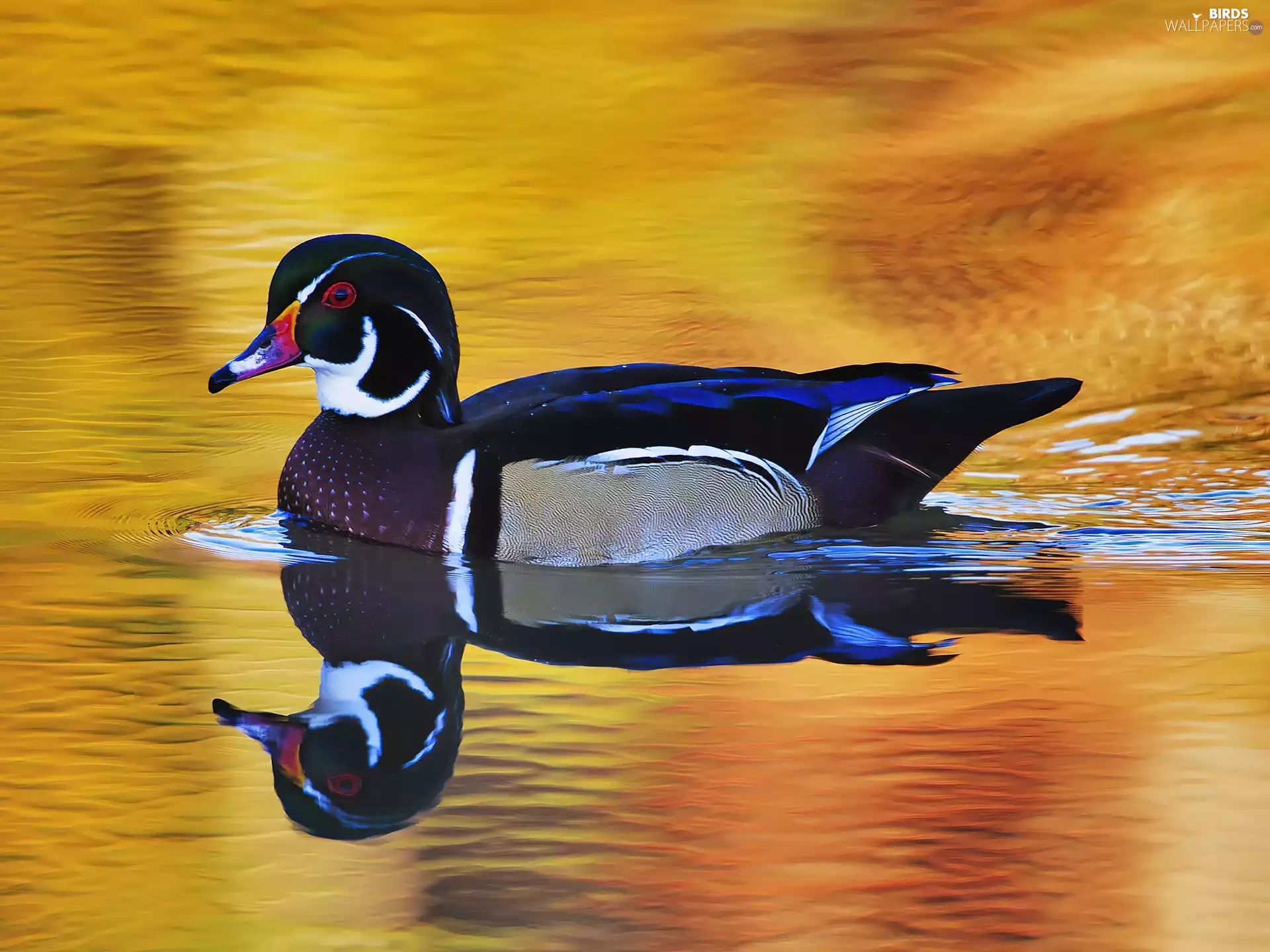 duck, water, swimming, reflection