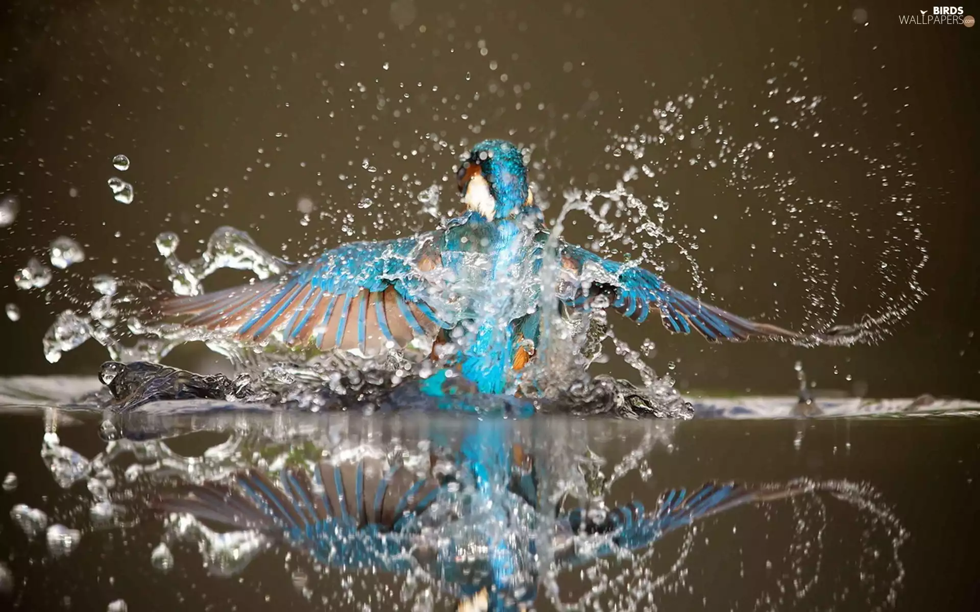 Splash, reflection, fish, water, Bird