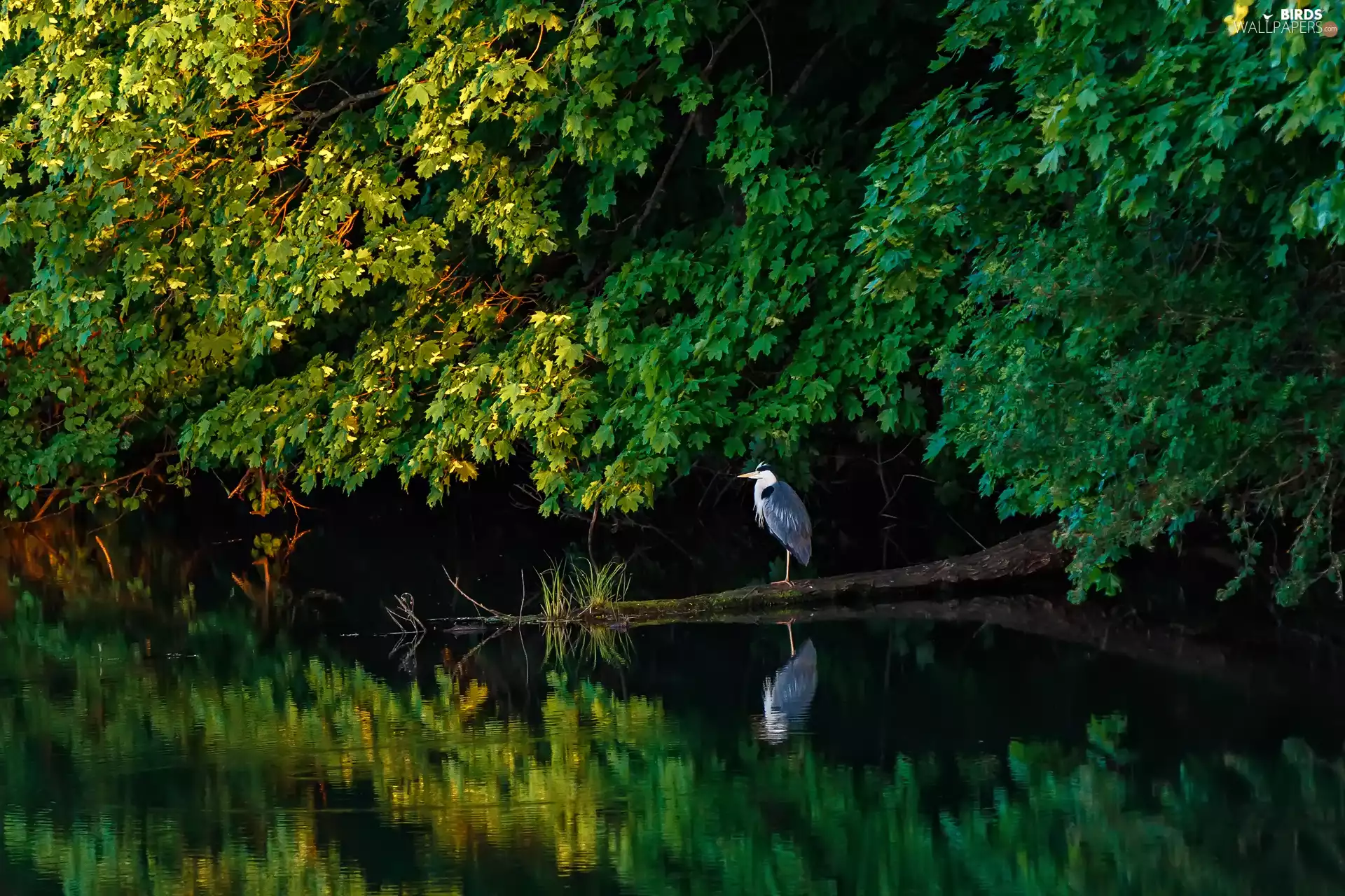 trees, Bird, water, reflection, viewes, heron