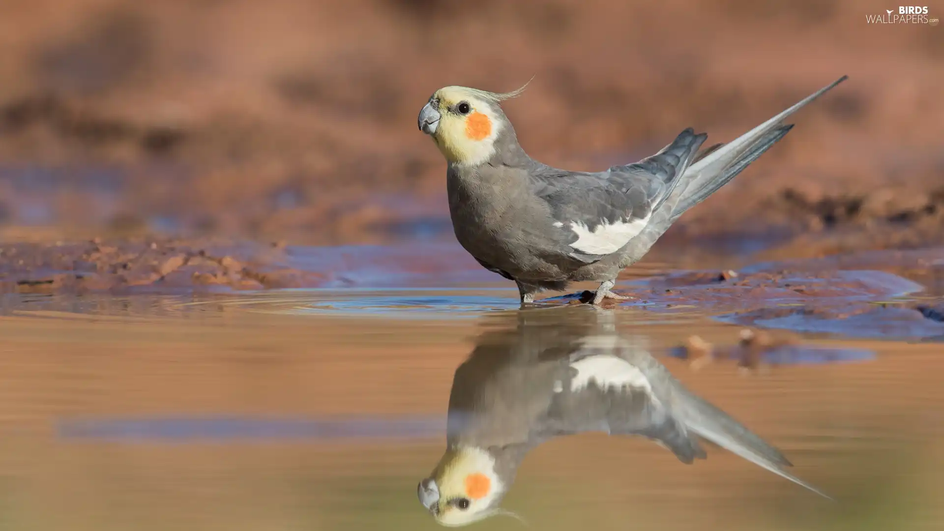 water, reflection, parrot, nymph, Bird