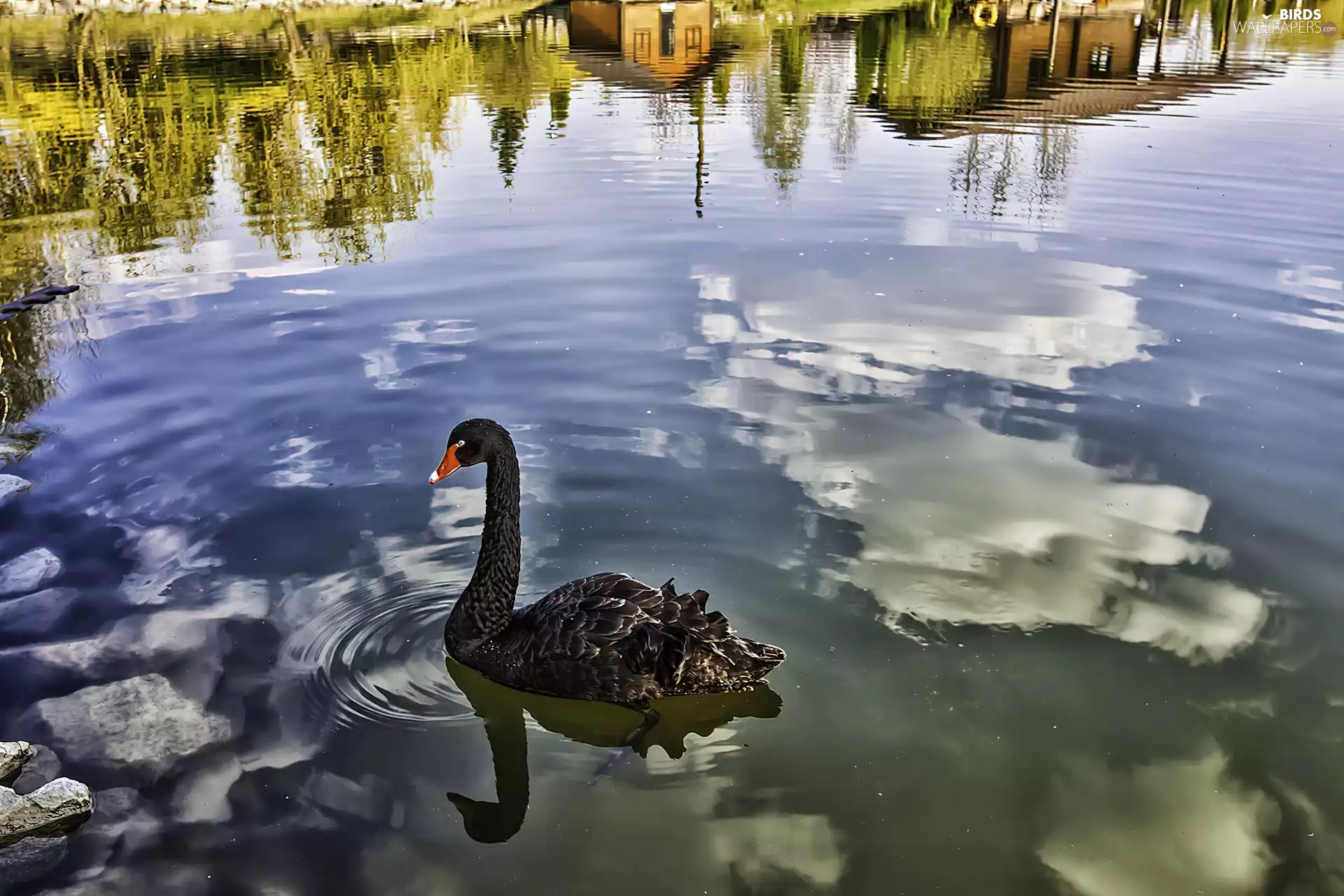 Houses, reflection, swan, lake, Black