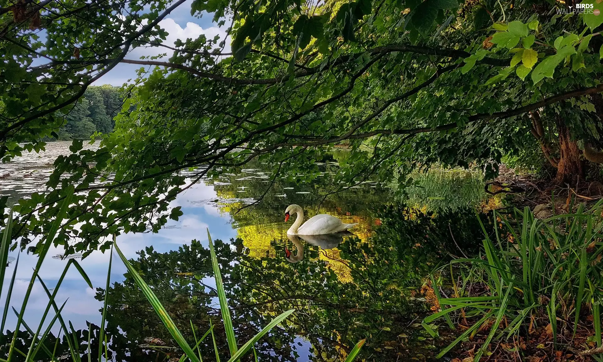 viewes, lake, VEGETATION, reflection, Swans, trees