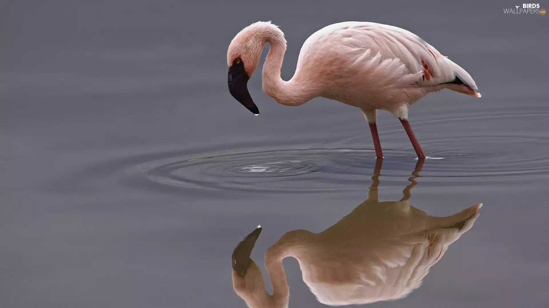 reflection, flamingo, water
