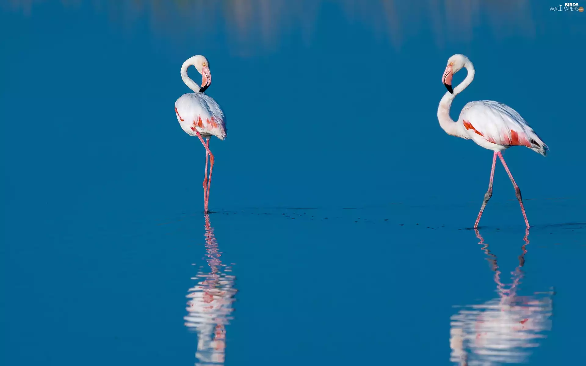 reflection, Flamingos, water