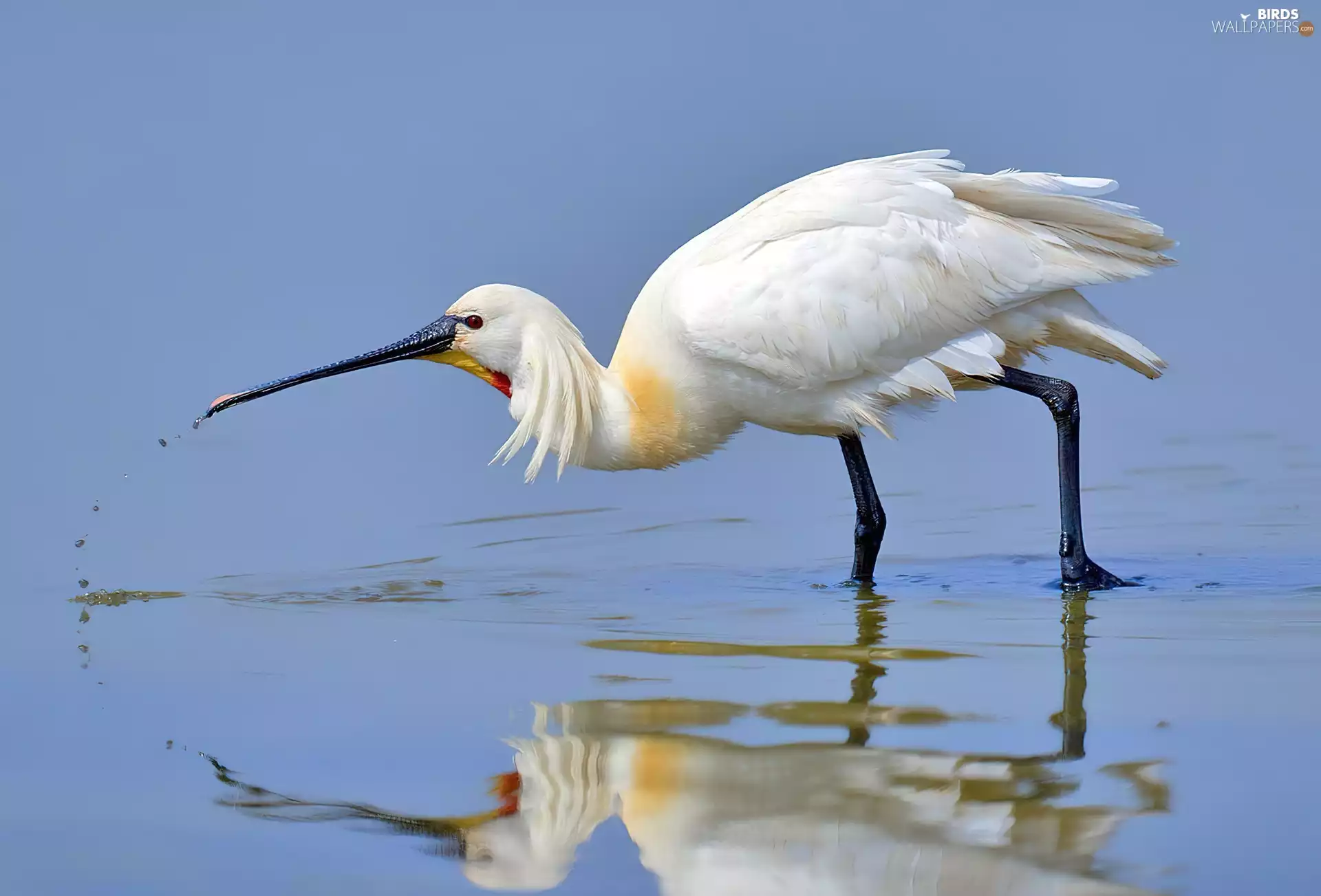 reflection, ladle, water