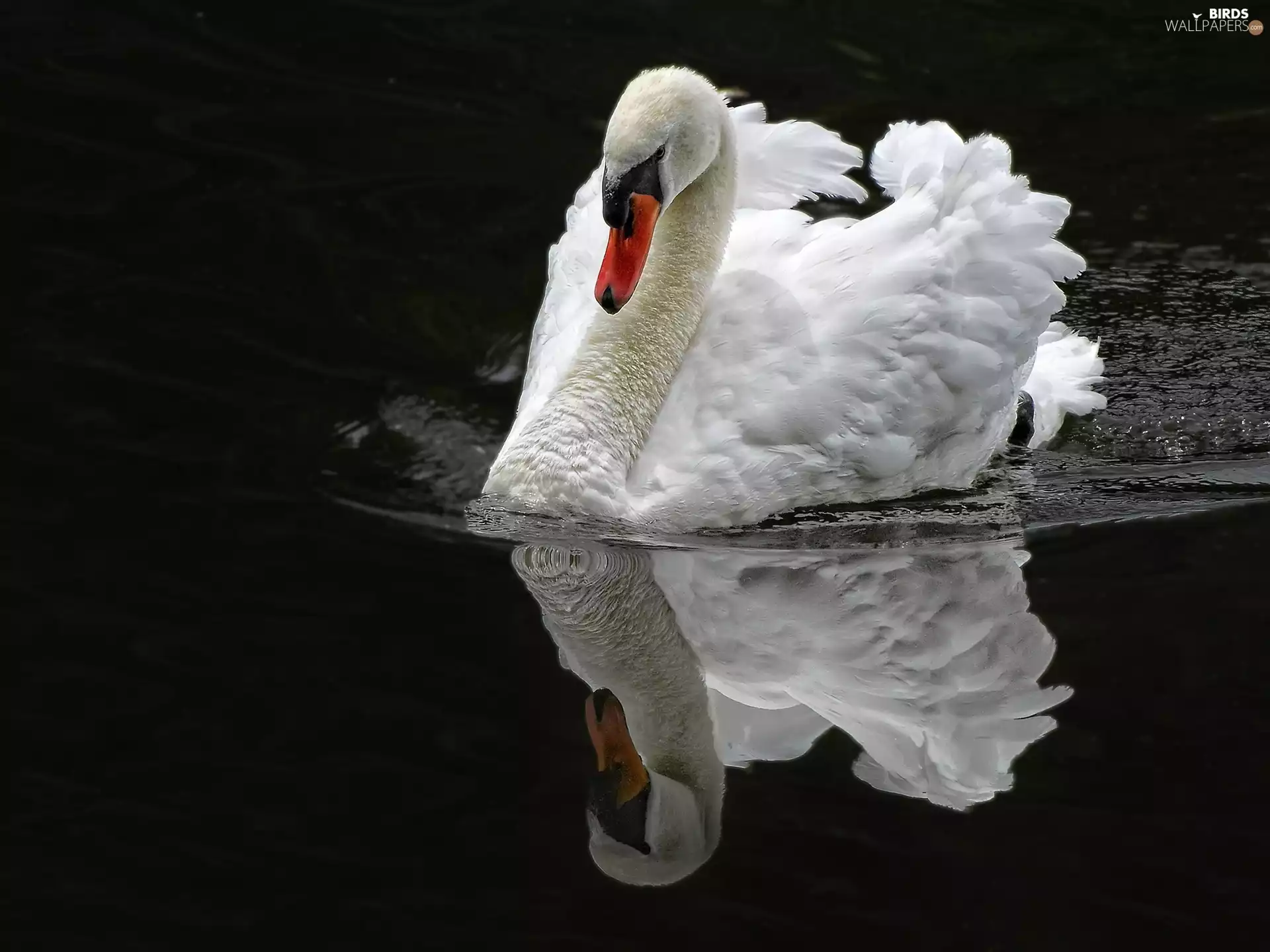 reflection, swan, water