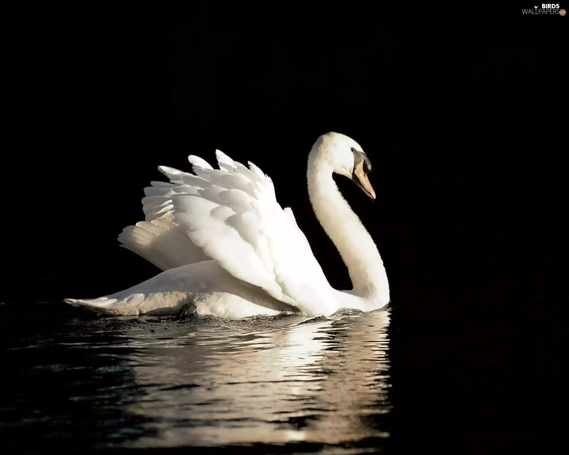 reflection, Swans, water