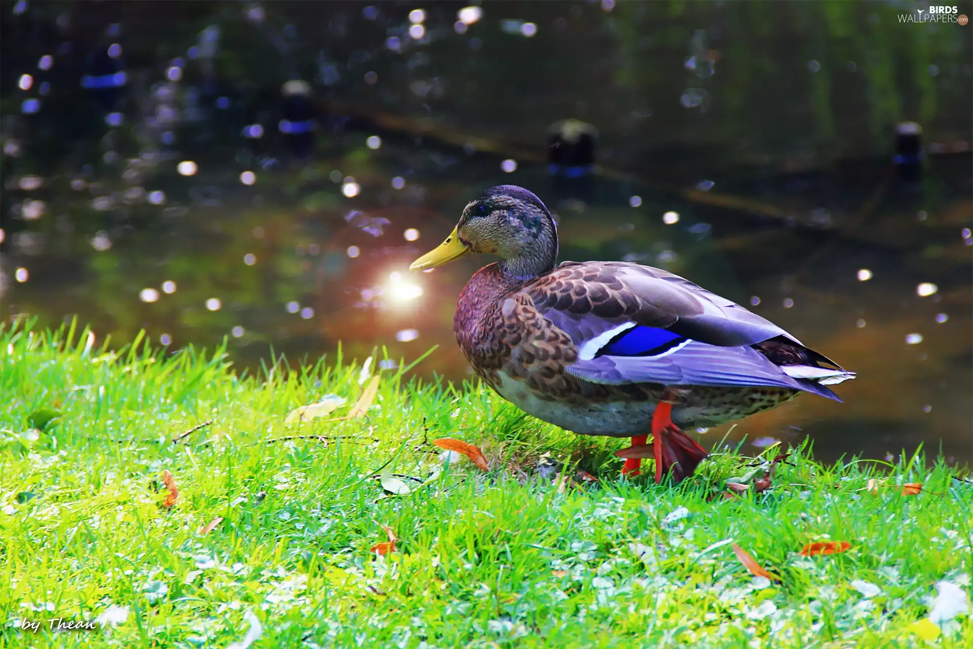 reflex, duck, crossing