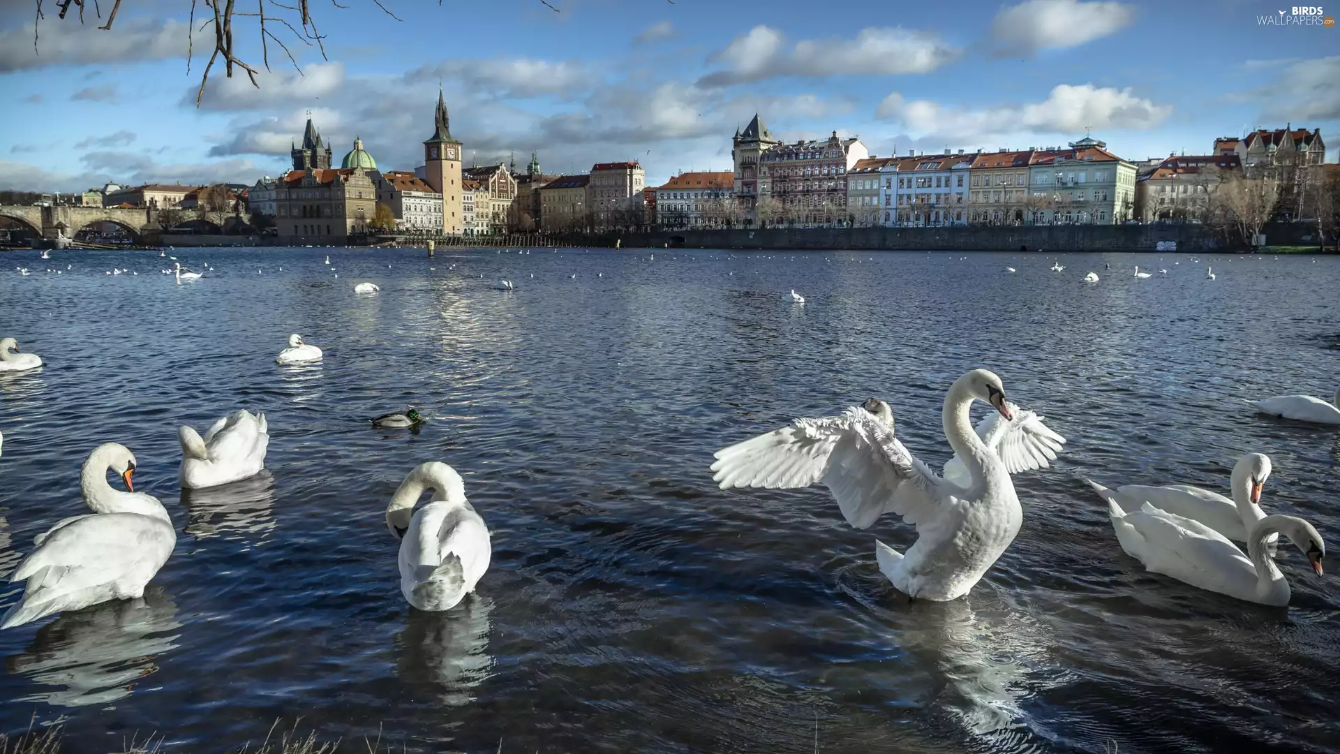 Vltava, Swan, Prague, River, birds, Houses, Czech Republic