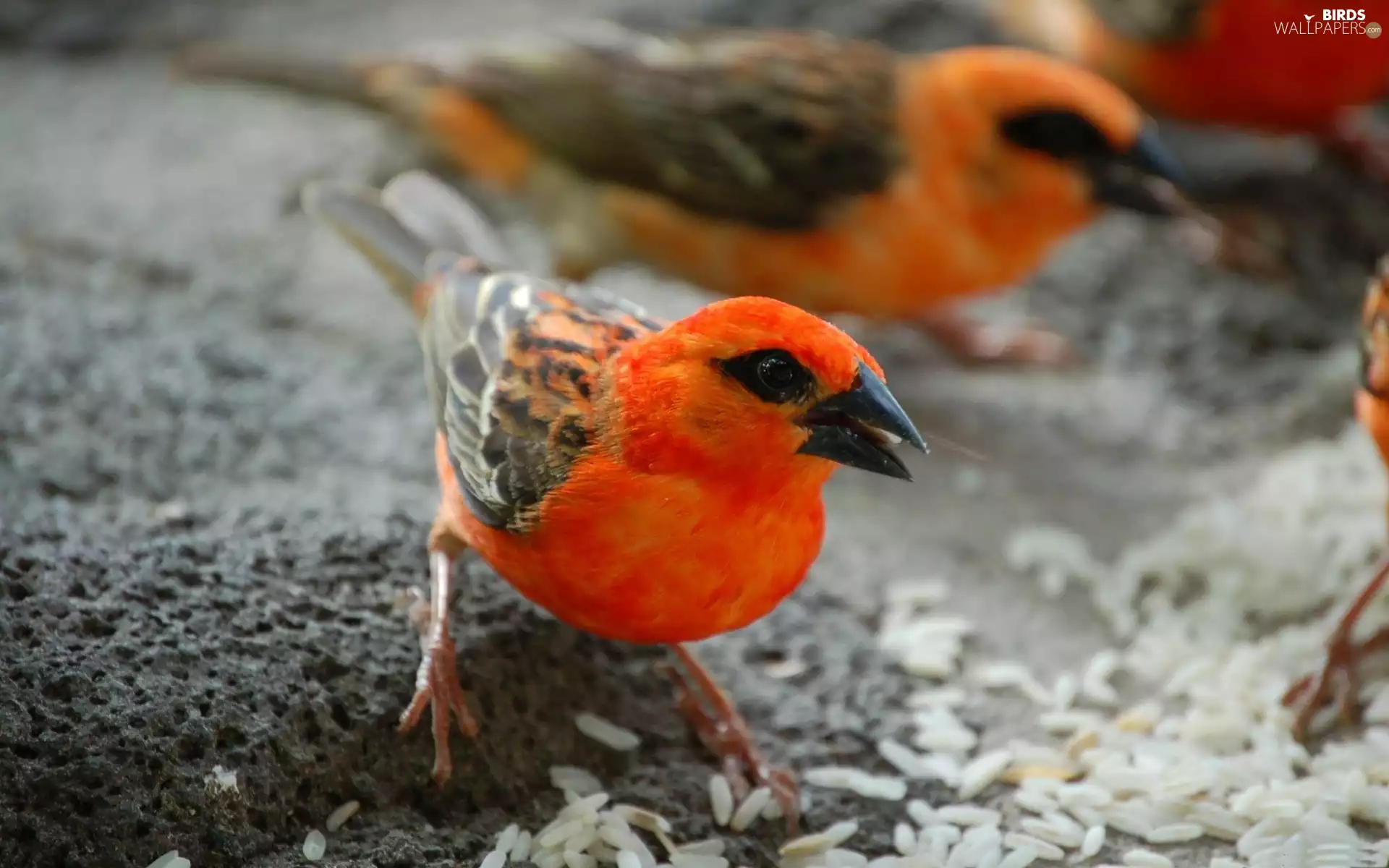 grains, Sparrows, Malagasy, rice