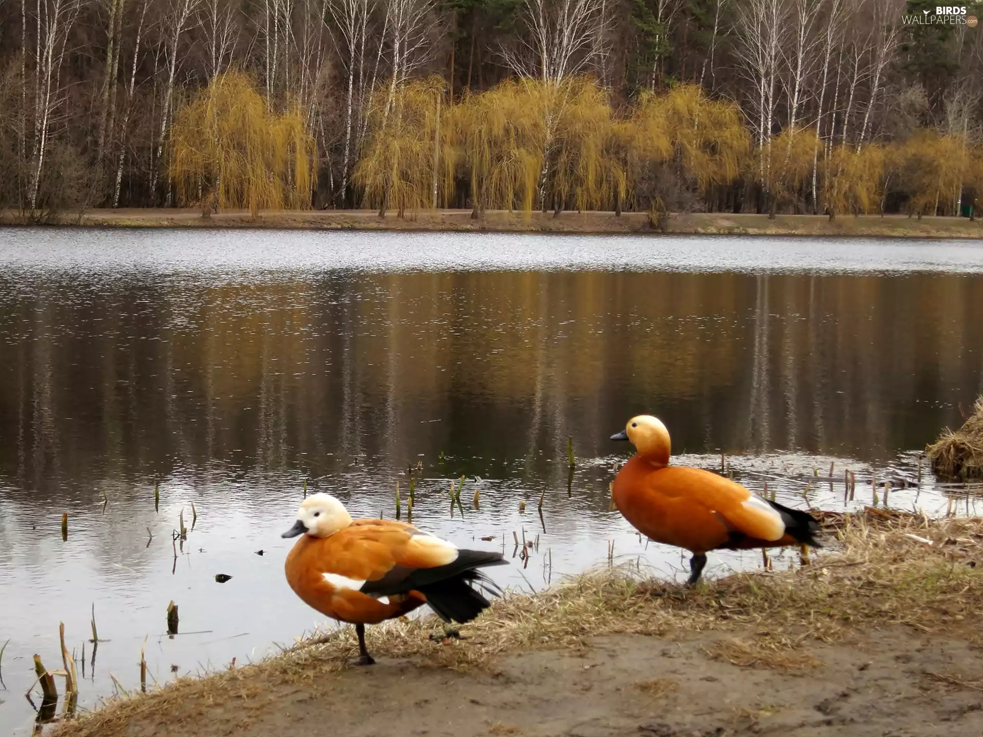 autumn, Two, ducks, River