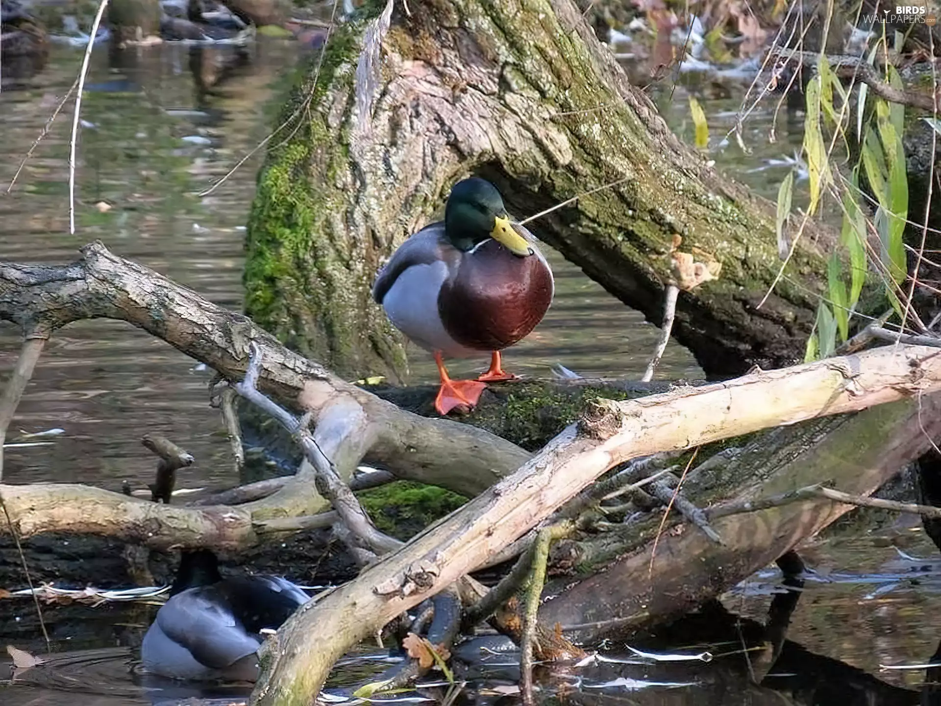River, ducks, branches